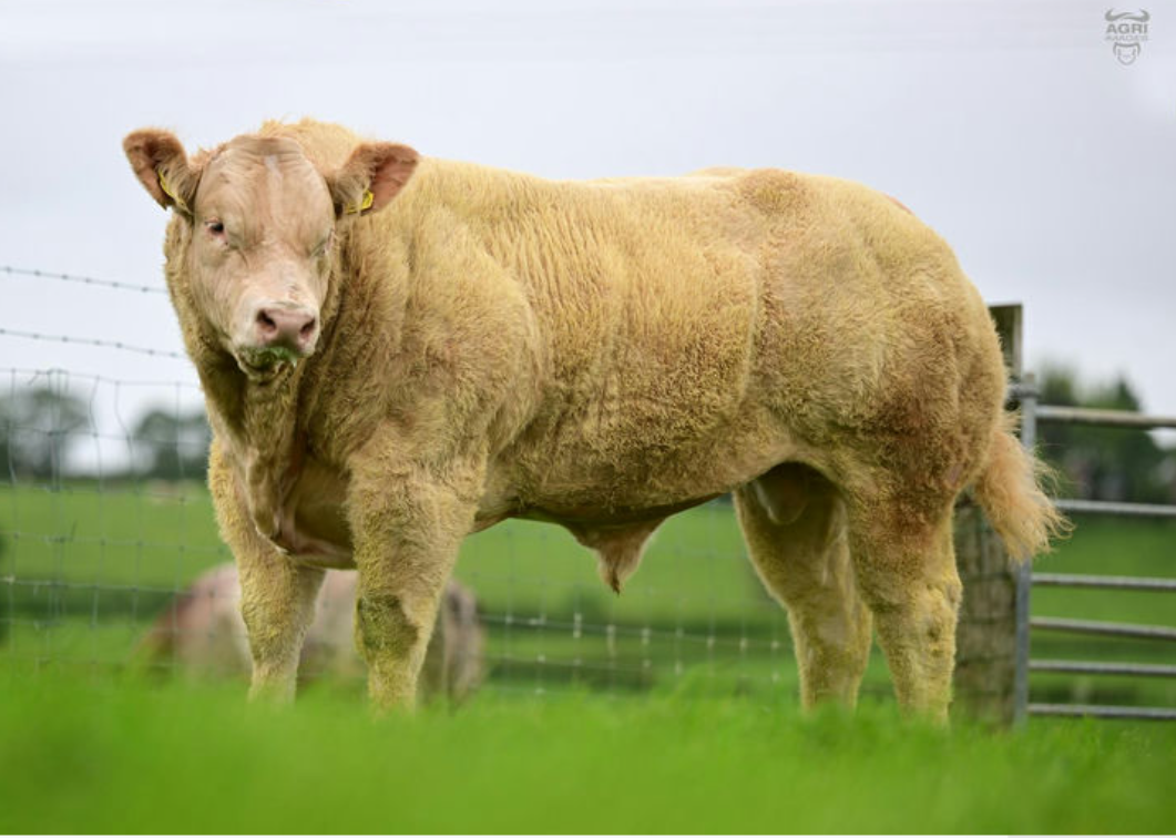 Lot 90 sold for £14,000