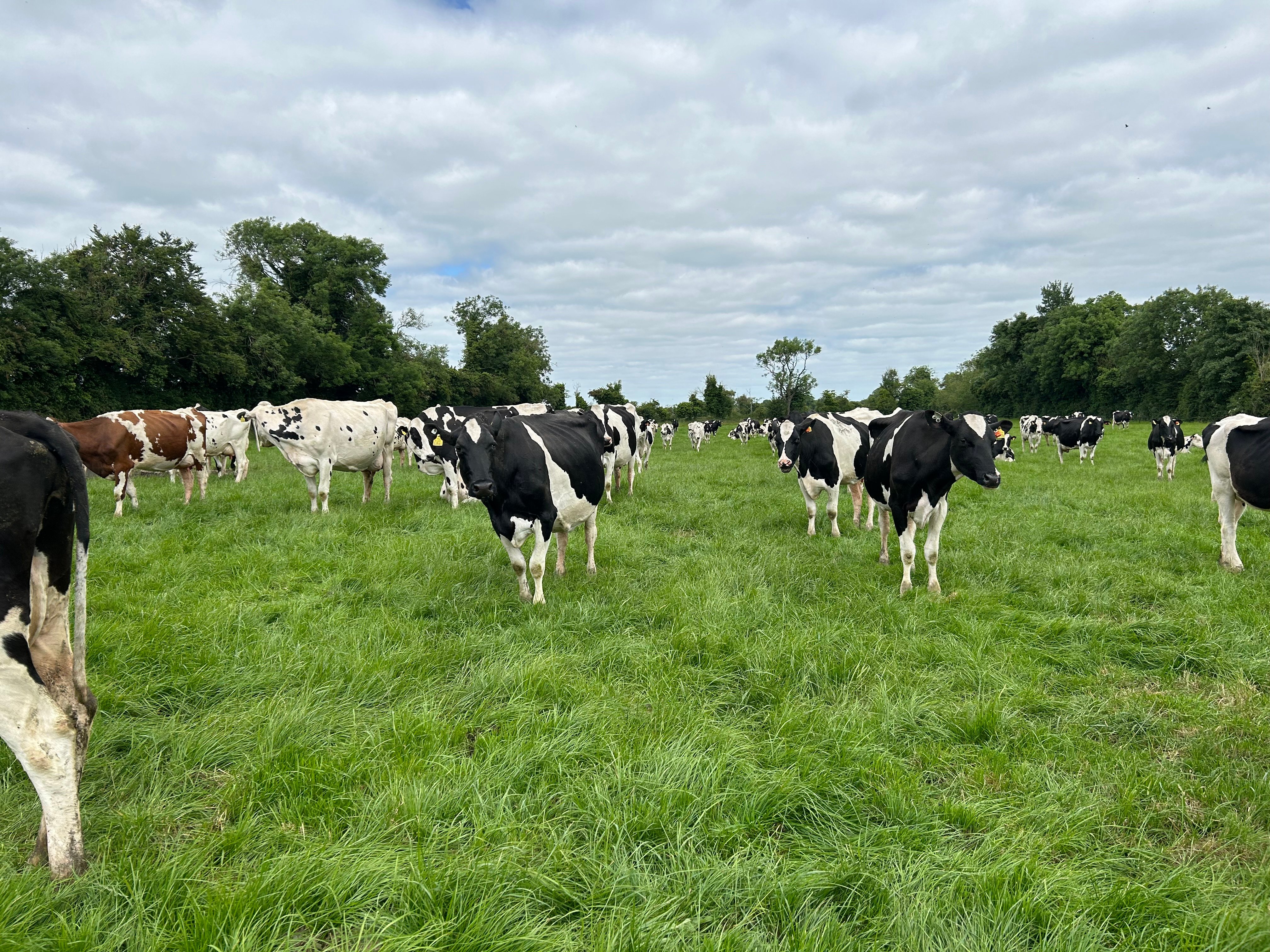 Dorans' herd of cows