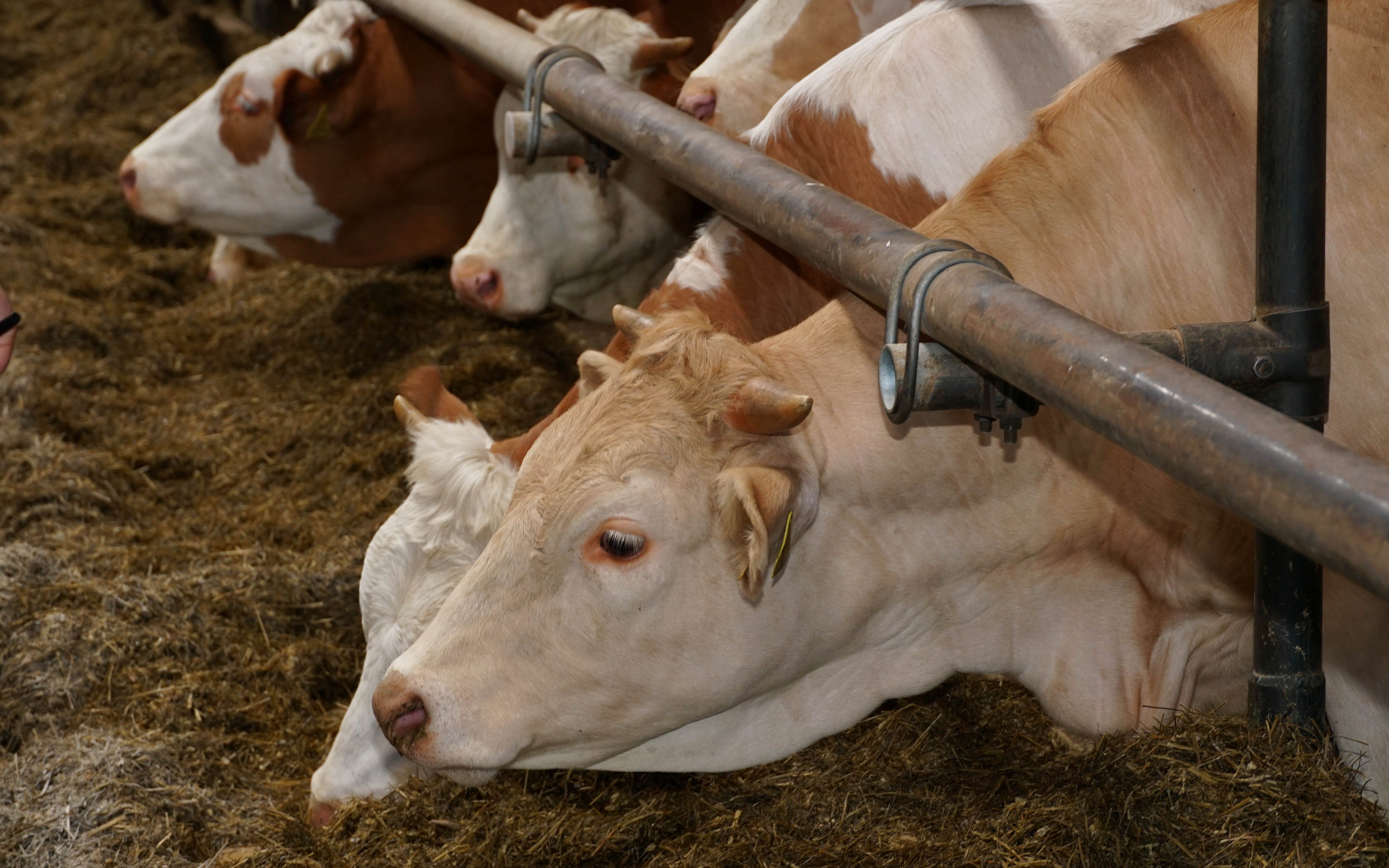 Cattle are fed the silage from the passageway and appear remarkably content