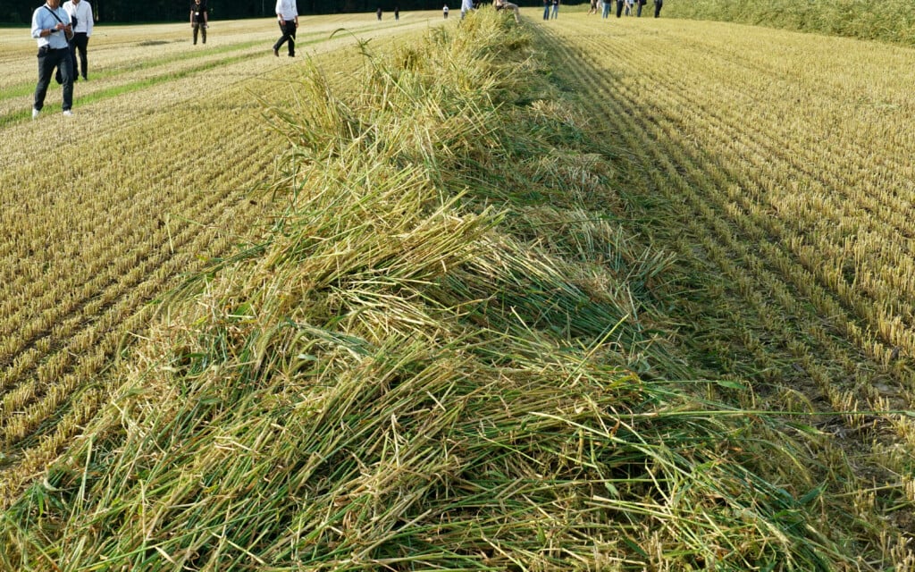The whole crop triticale was left in a high open swath by each auger