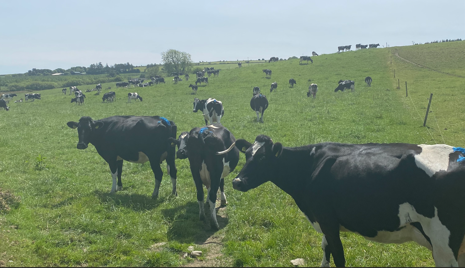 John uses tail paint on the cows as a heat detection method