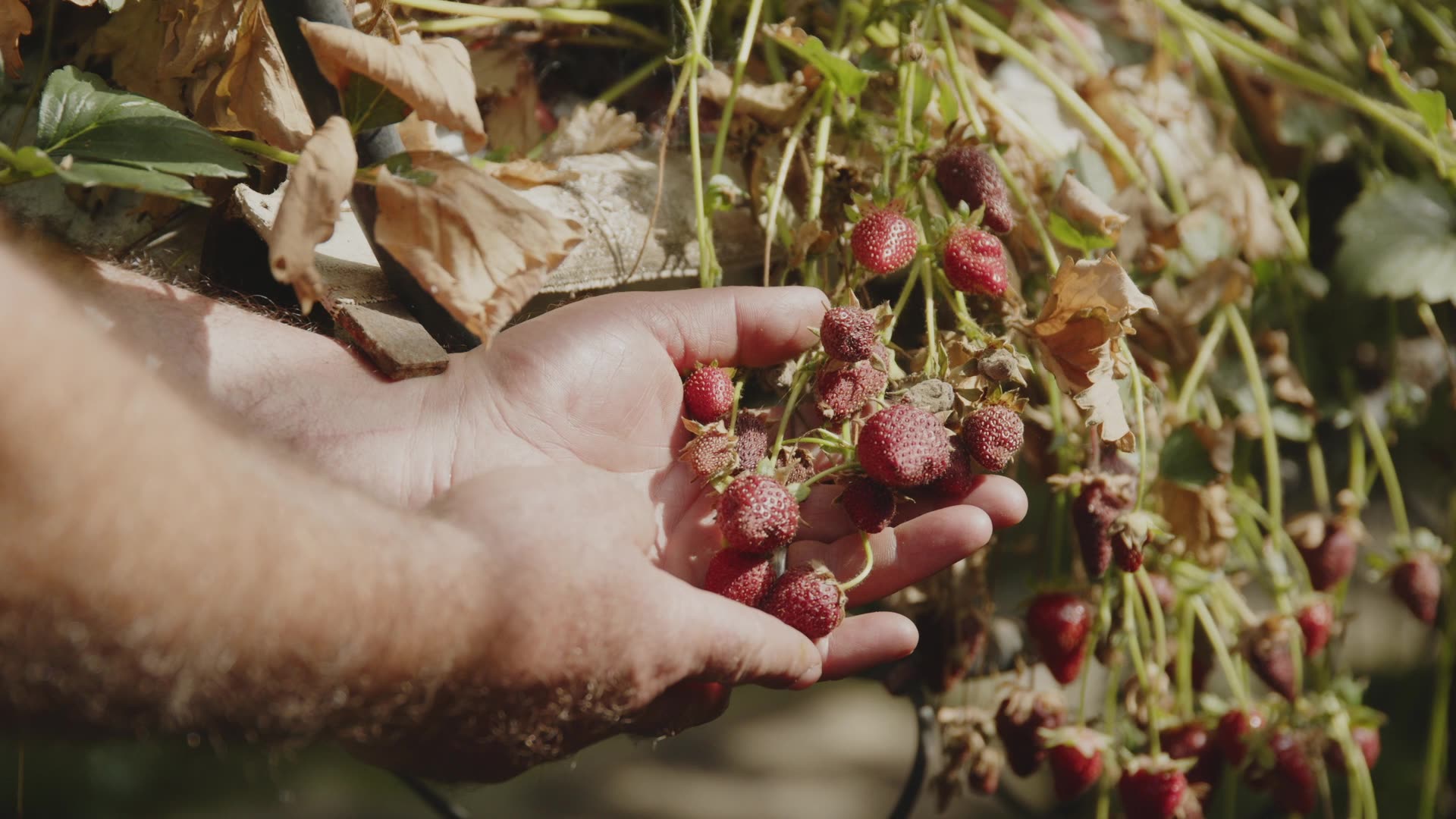 A strawberry crop damaged as a result of poor weather