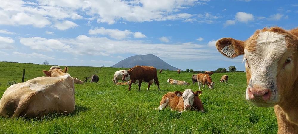'Peace and quiet below Nephin Mountain'. Image source: Teagasc