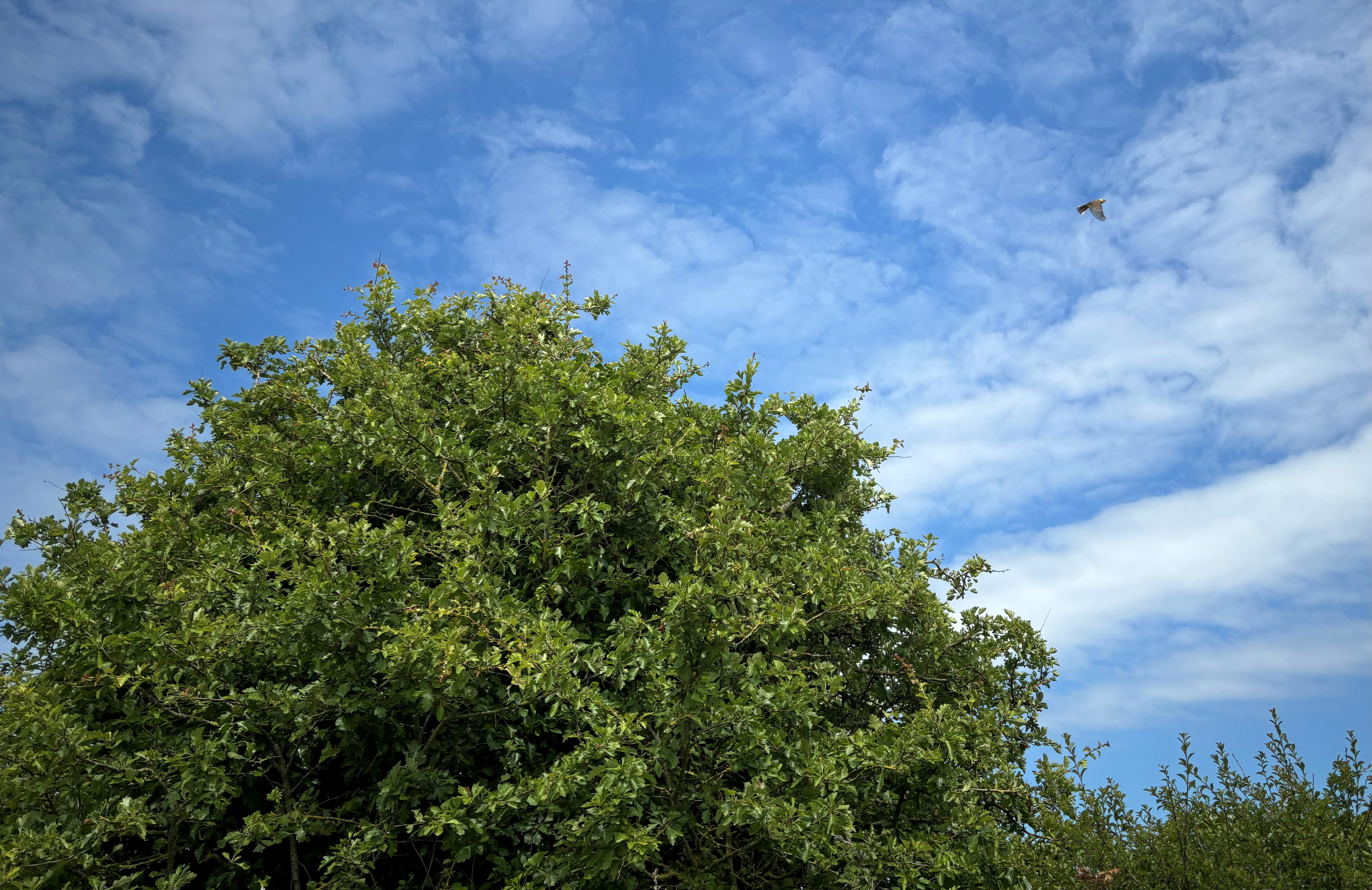 A yellowhammer in flight