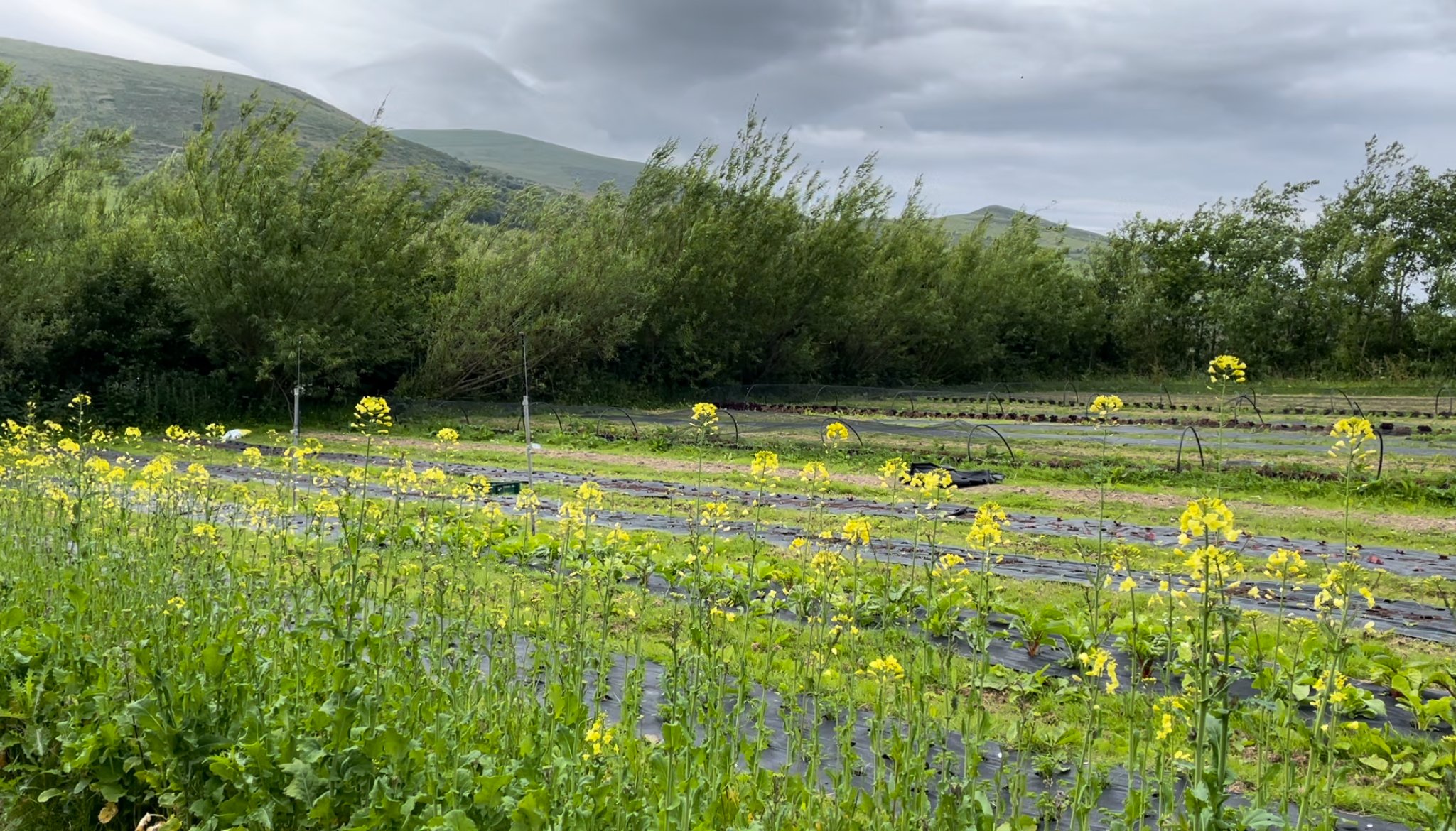 The horticultural land on Manna Organic Farm is sheltered by trees