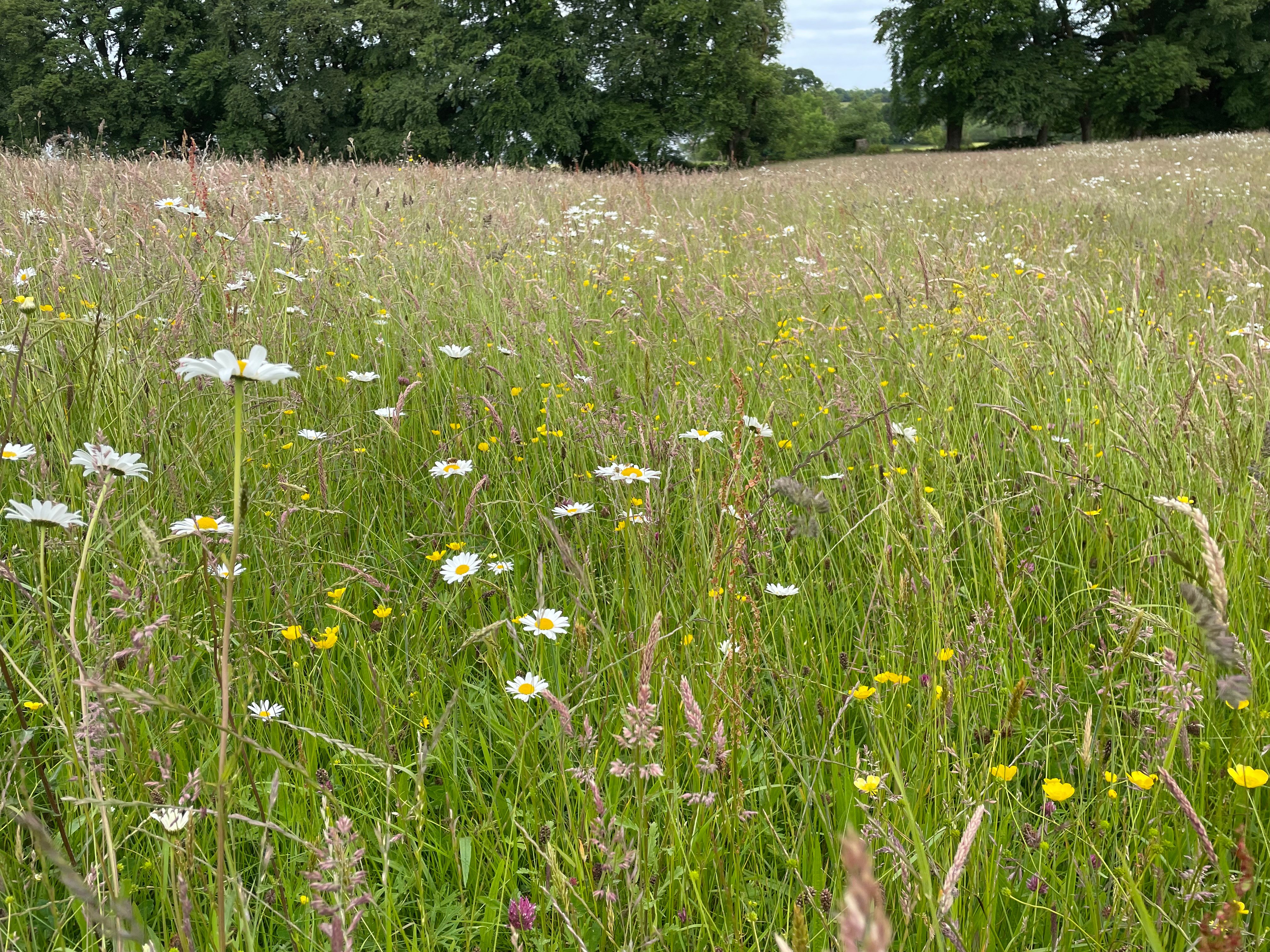 The traditional hay meadow