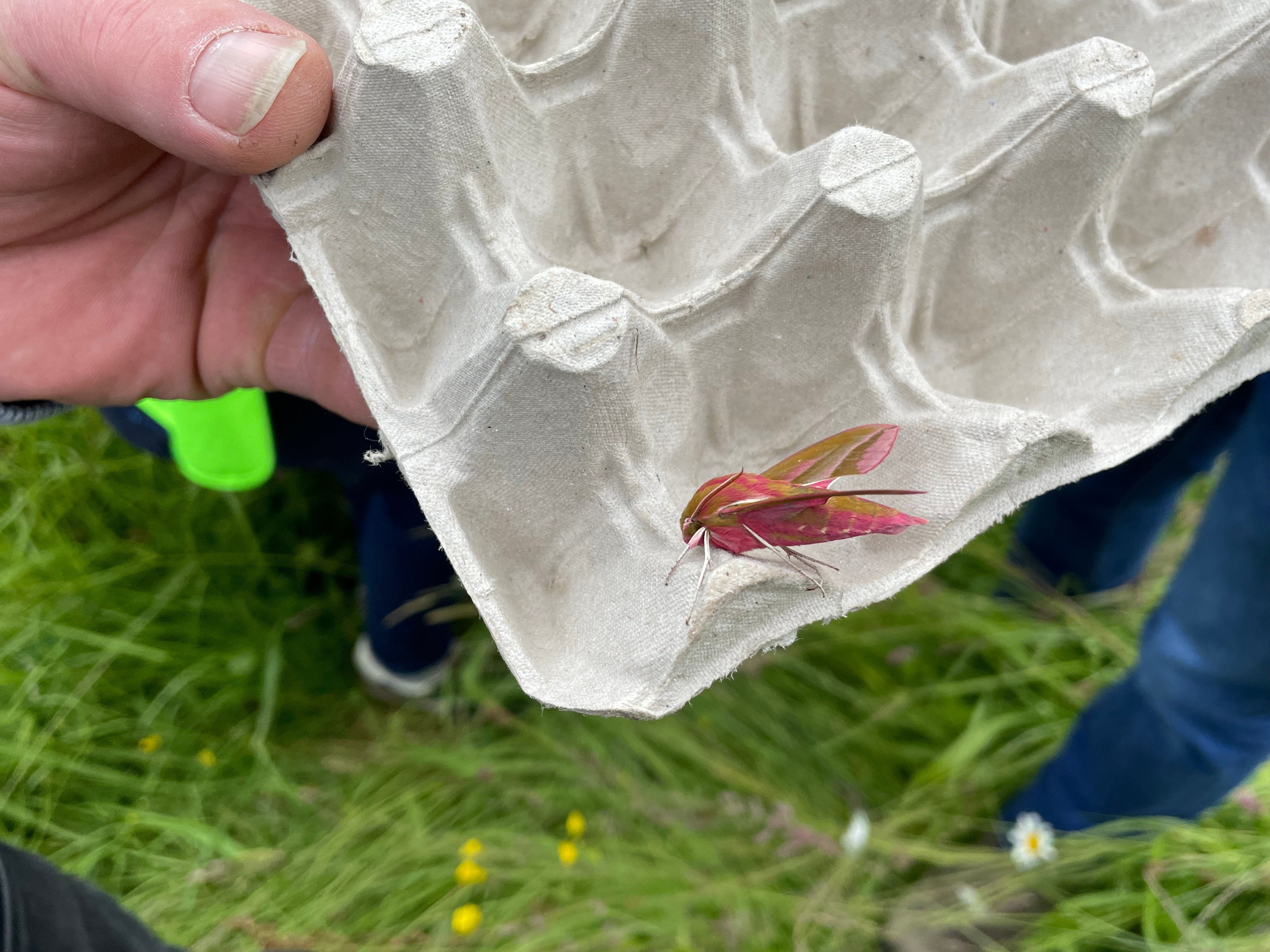 One of the many moth species living in the traditional hay meadow