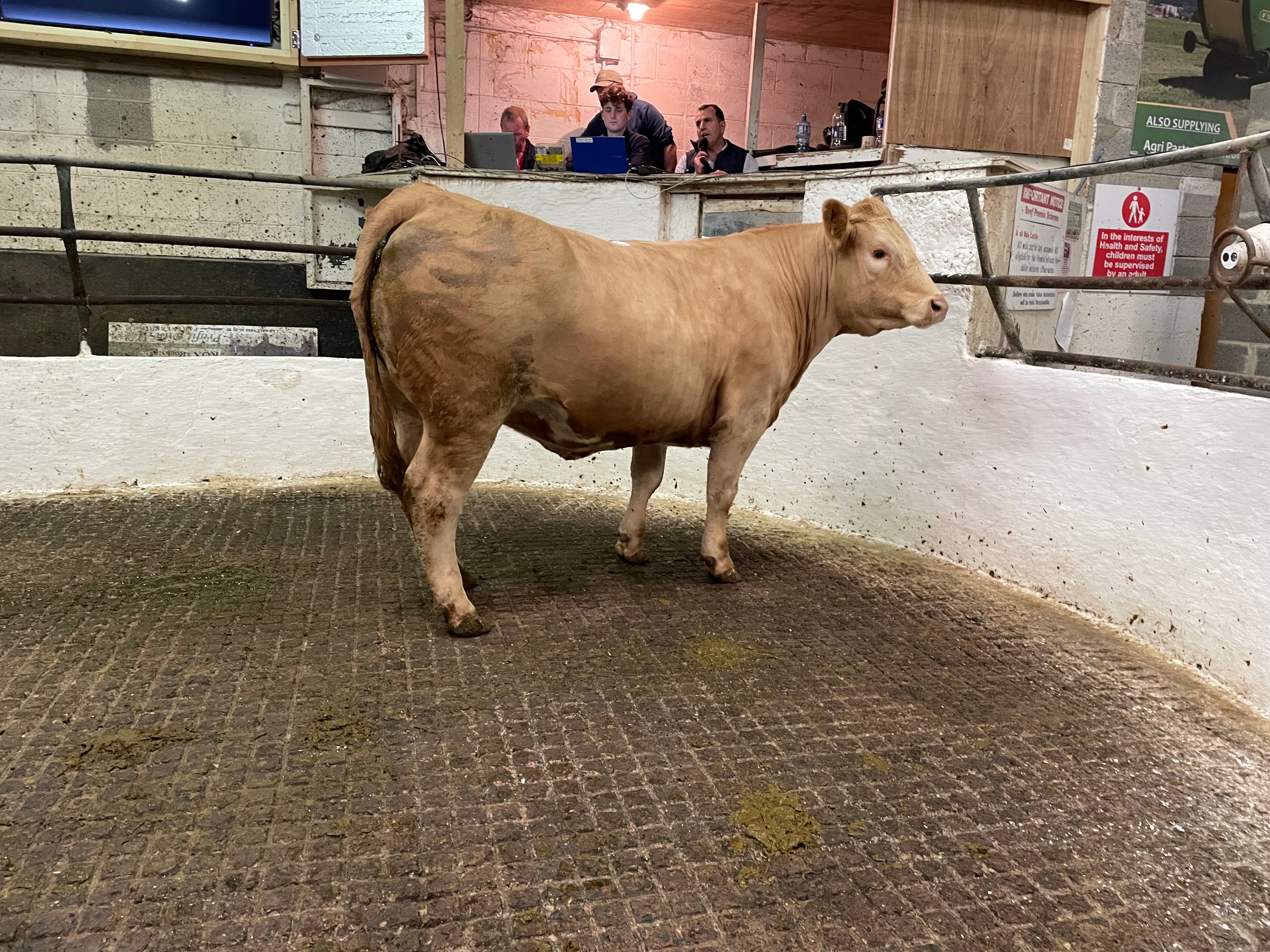 This 850kg Charolais heifer sold for €2,560