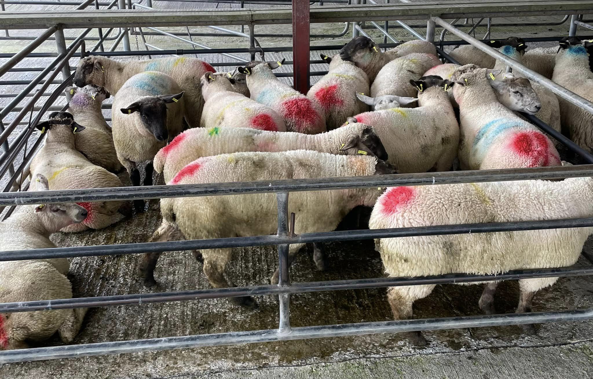 Source: Loughrea Co-operative Mart Ltd