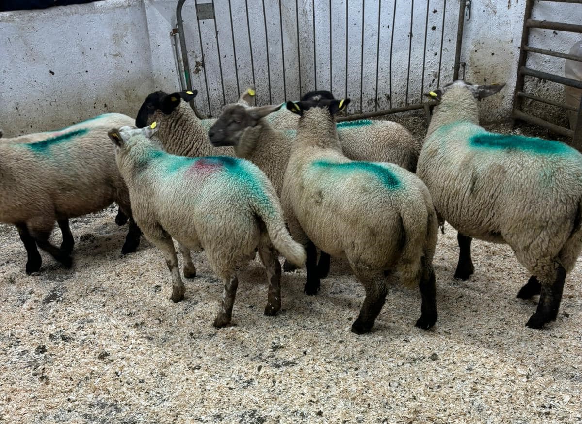 44kg lambs sold for €183/head Source: Manorhamilton Livestock Sales