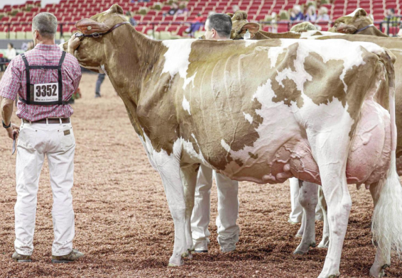 Milksource Tantrum-Red (EX94-3E-USA) - Maternal sister to lot 5