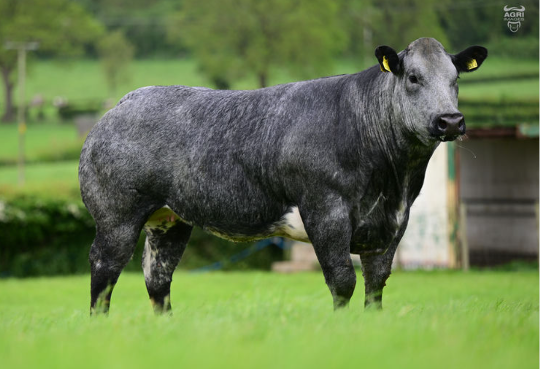 Lot 95 sold for £14,000
