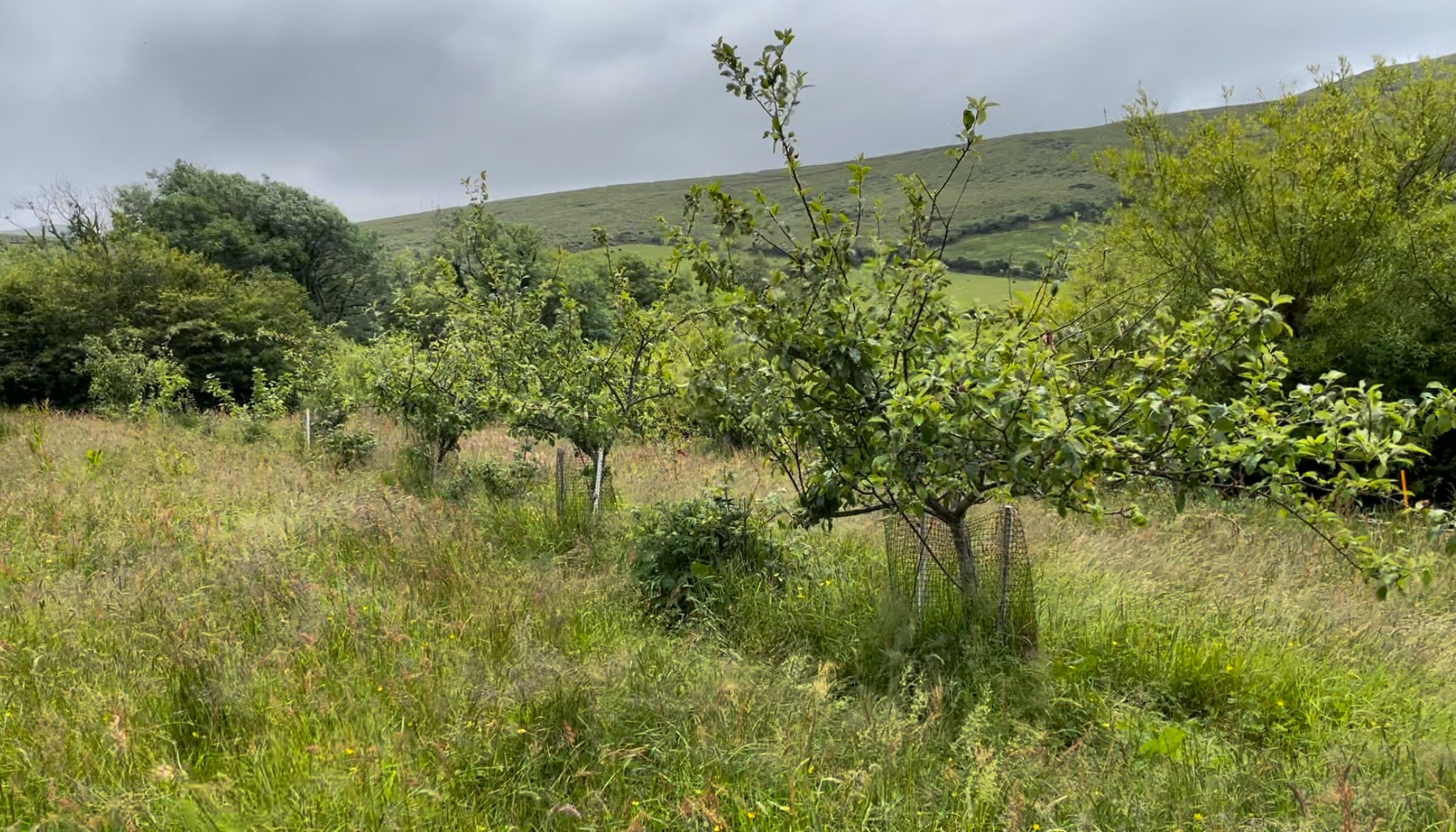Some of the many trees on Manna Organic Farm
