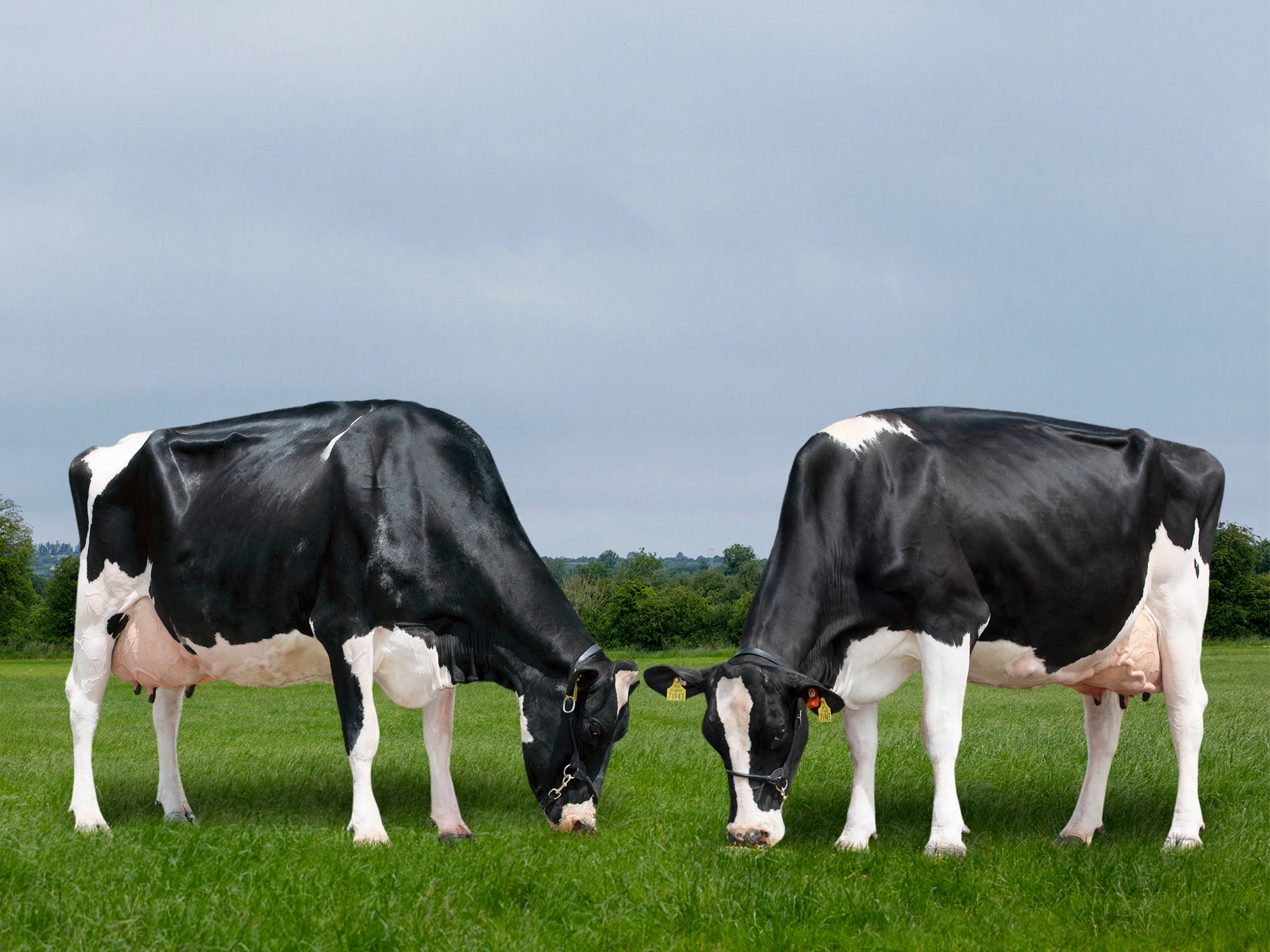 Members of the Emblem family (dam and daughter) Dondale Mclean Emblem and Dondale Punch Emblem