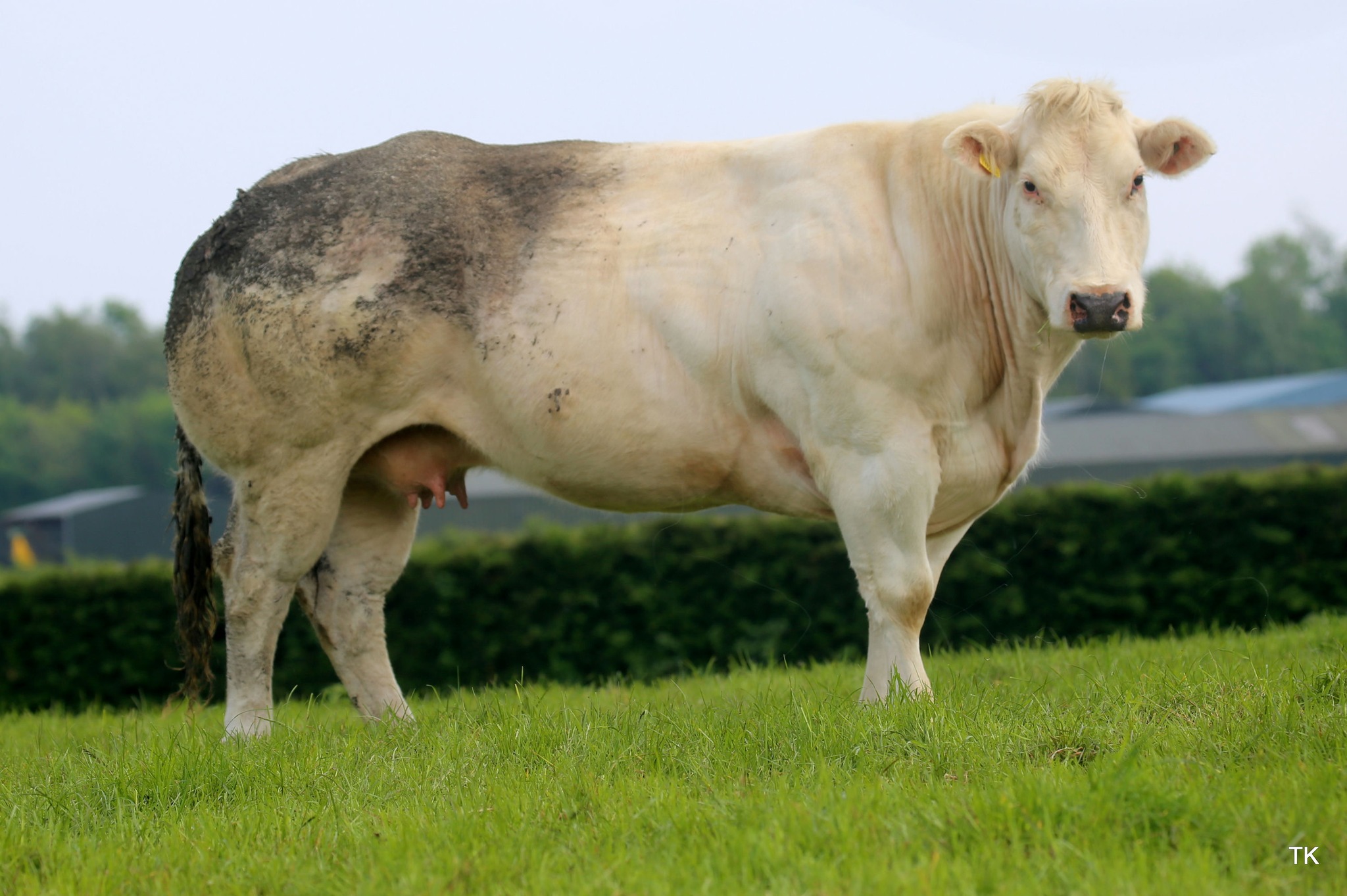 Dam of the four embryo's that sold to a top price of €700