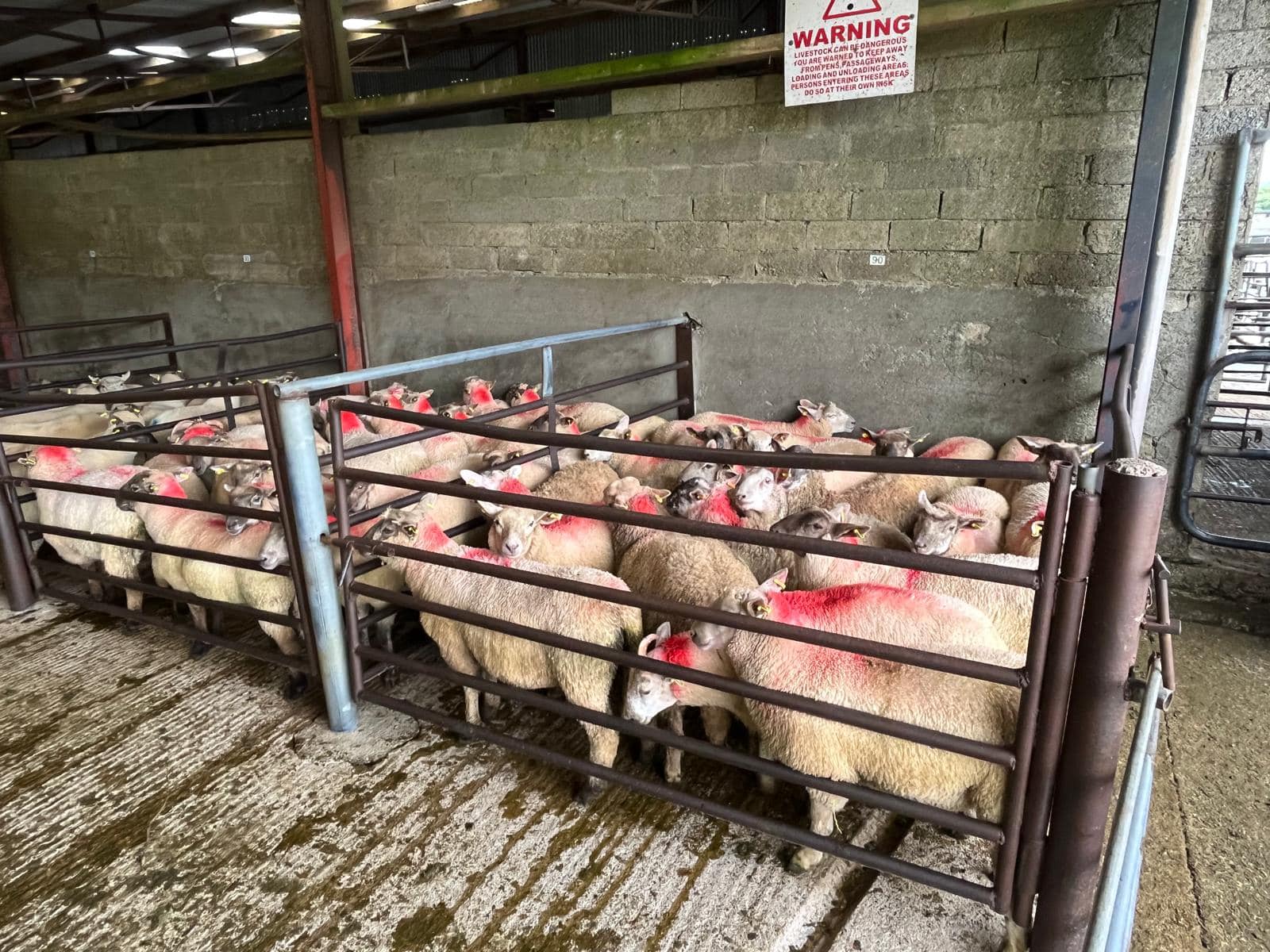40 mixed lambs at 47kg sold at €152 each Source: Dowra Mart