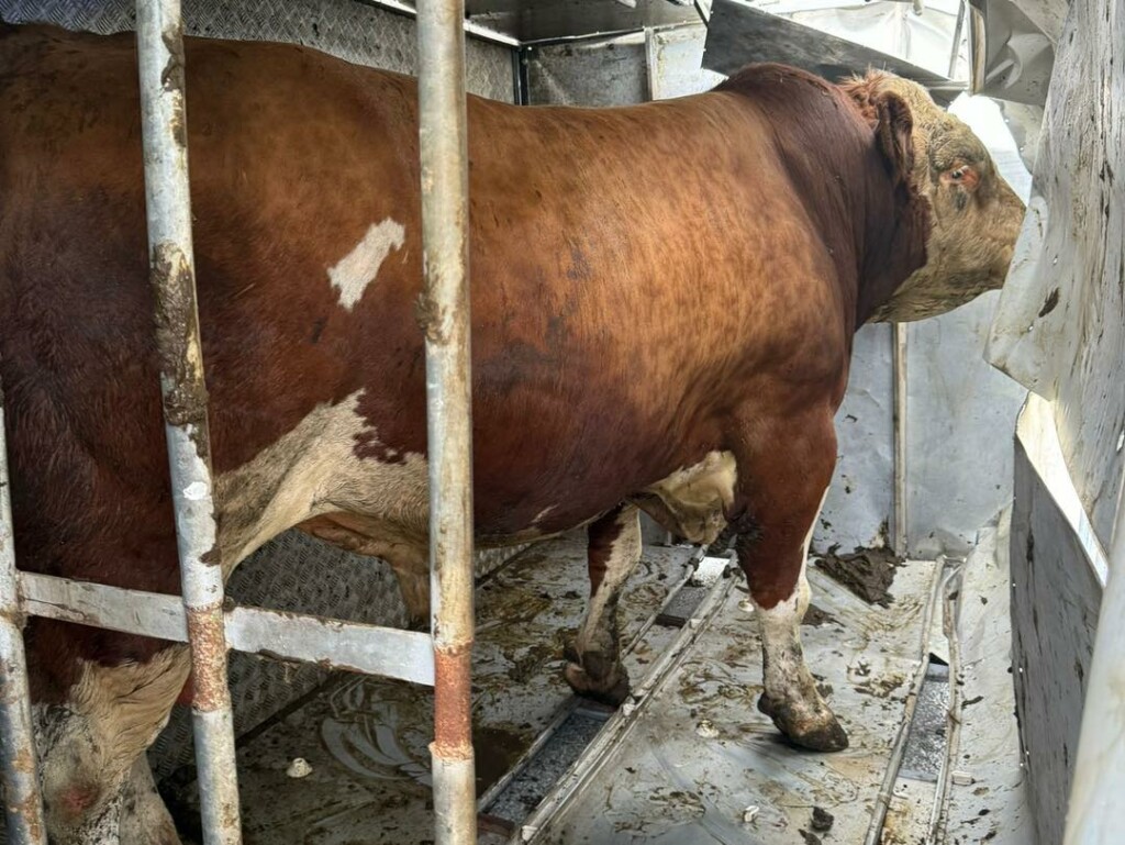 The bull standing in the overturned trailer Source: Cork City Fire Brigade