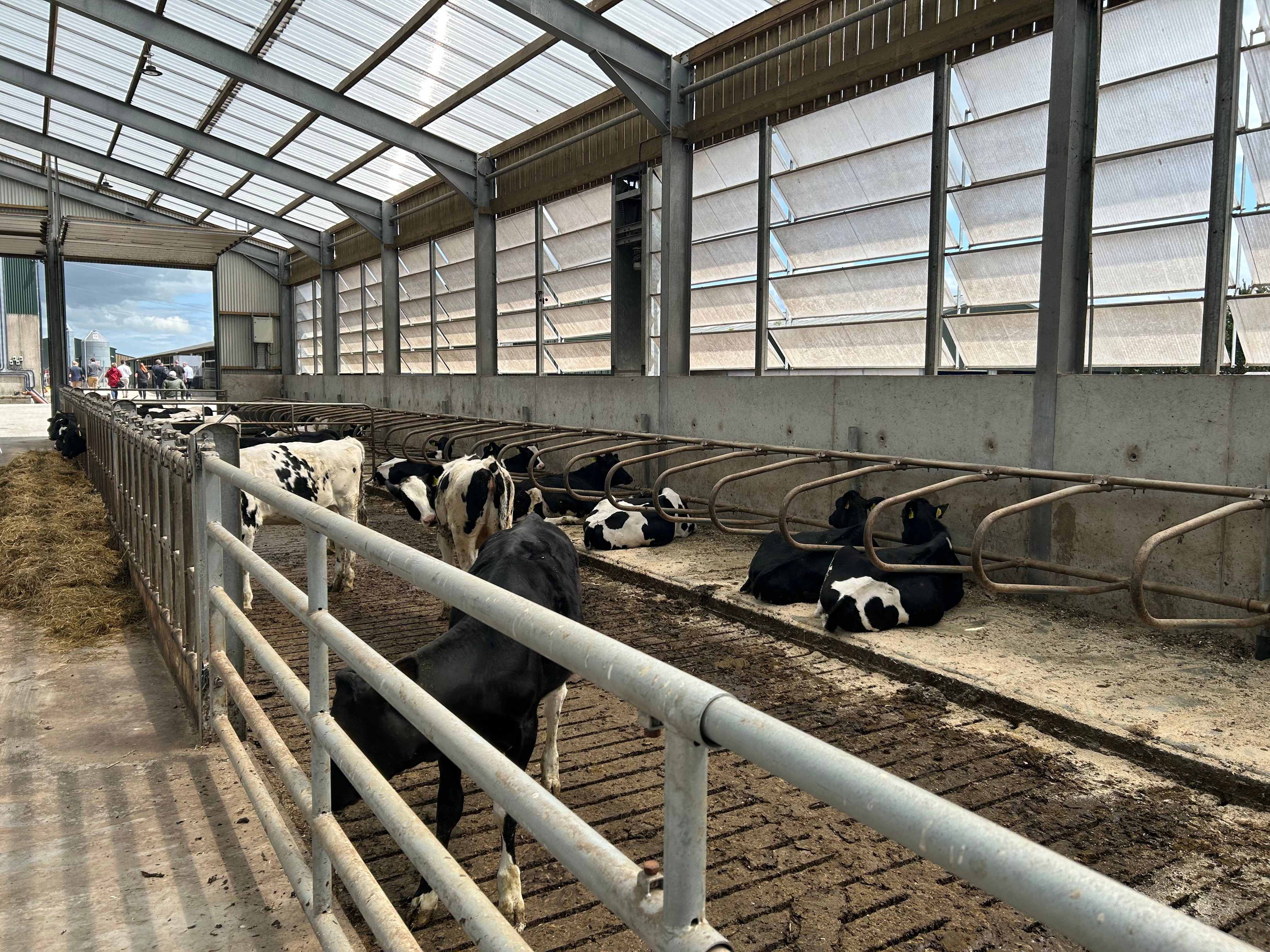 The cubicle side of the calf shed