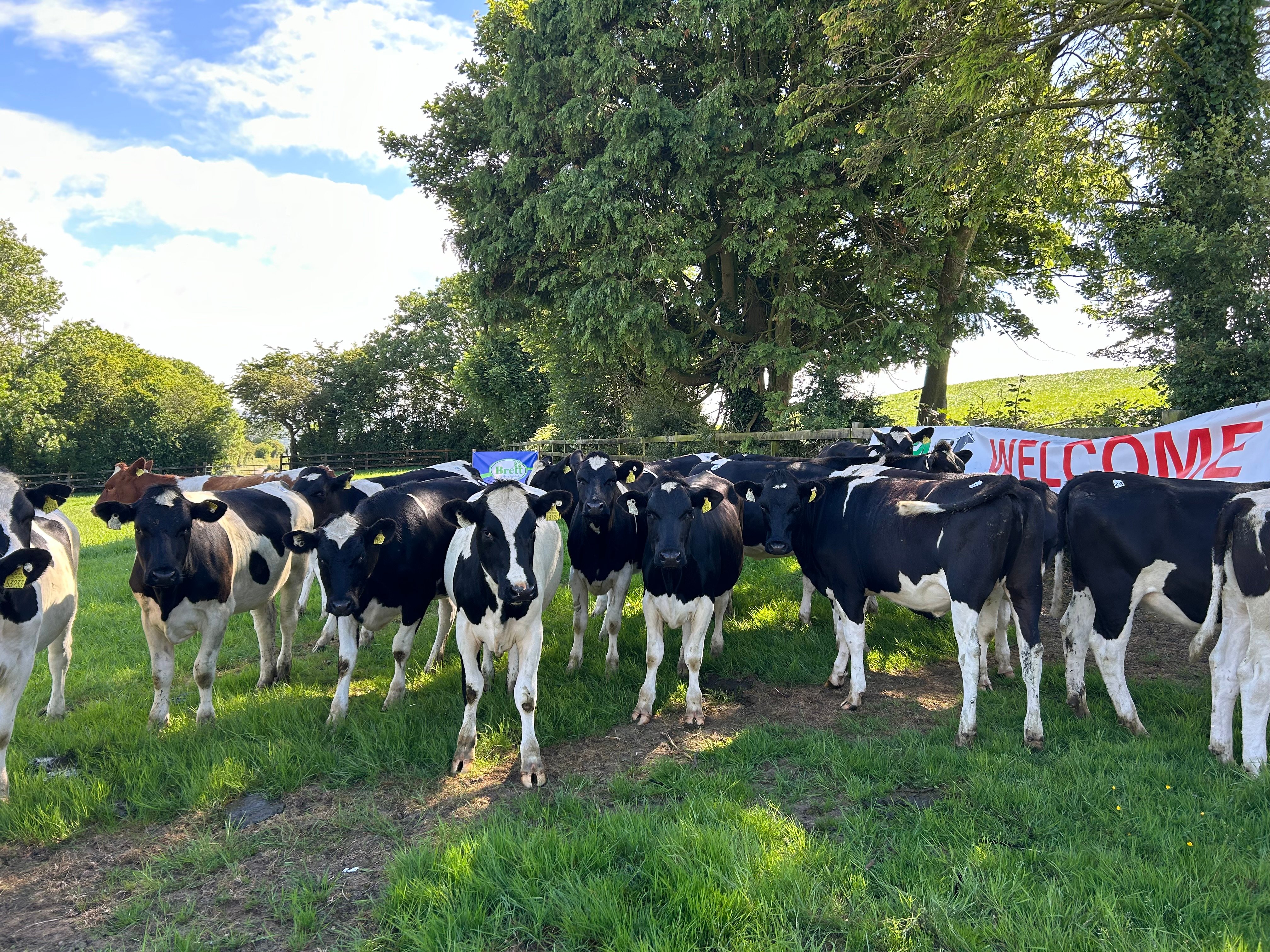 The Carickshock heifers that were on sale on the day