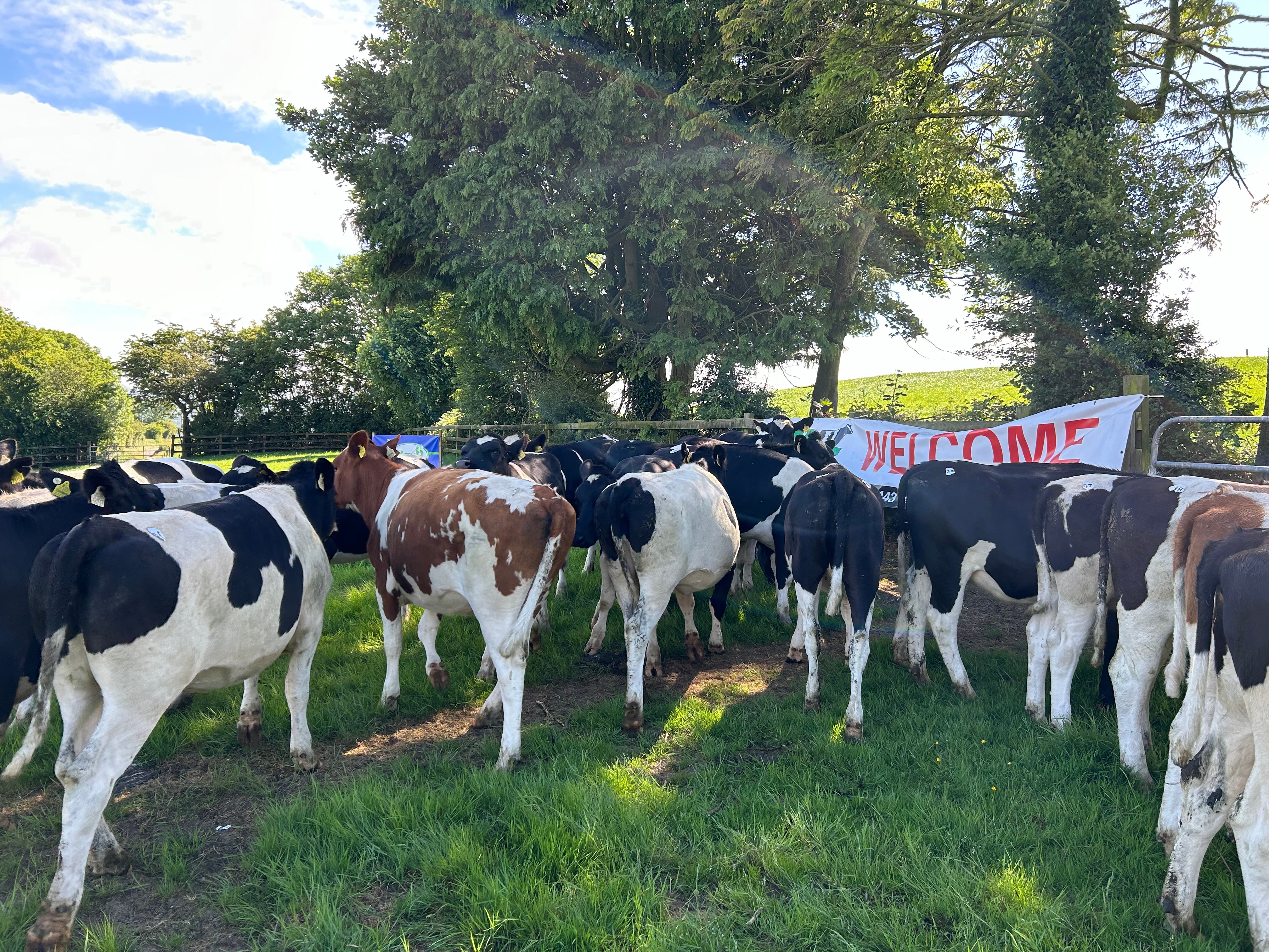 The Carrickshock heifers on sale on the day