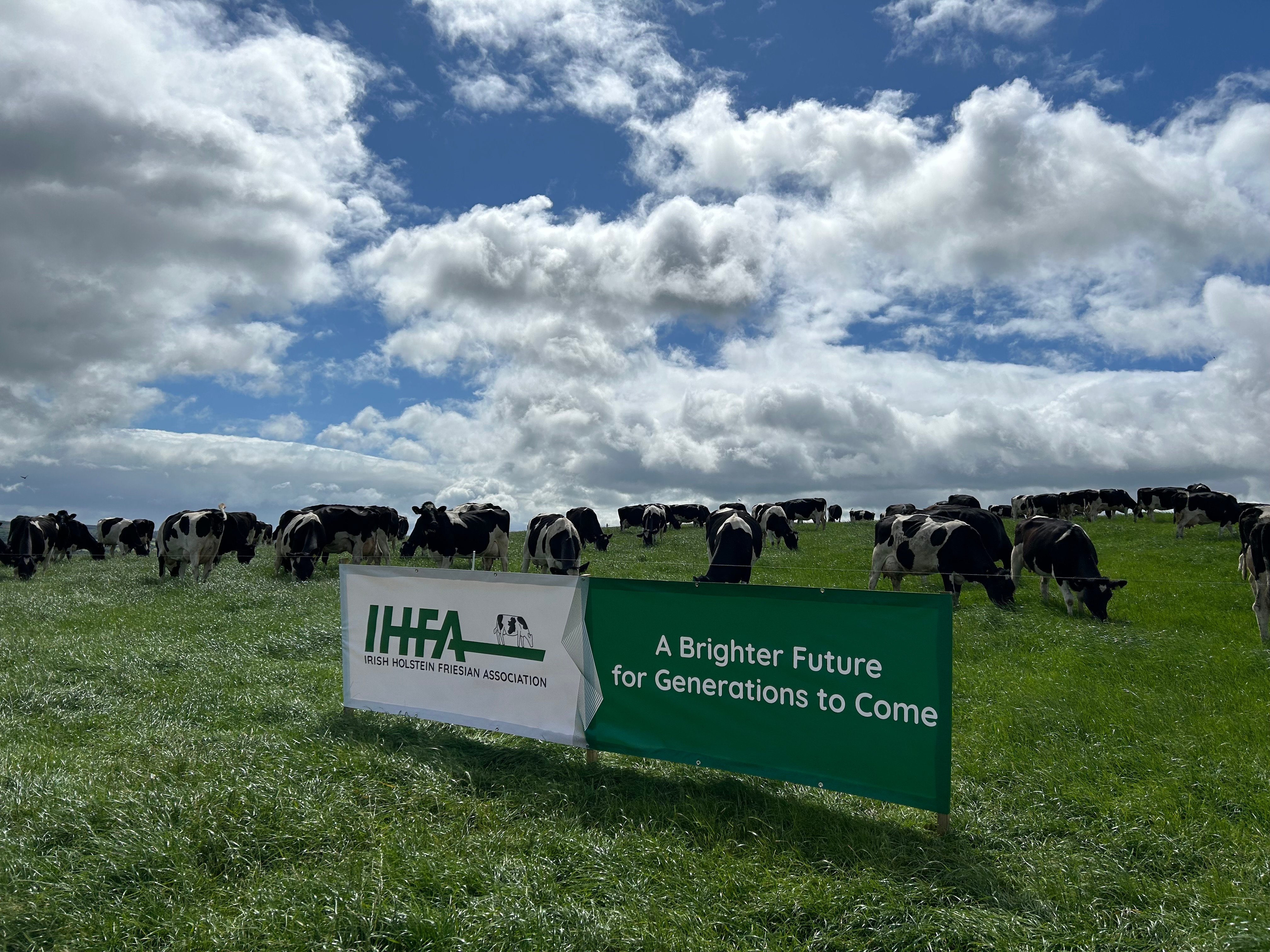 The Carrickshock herd