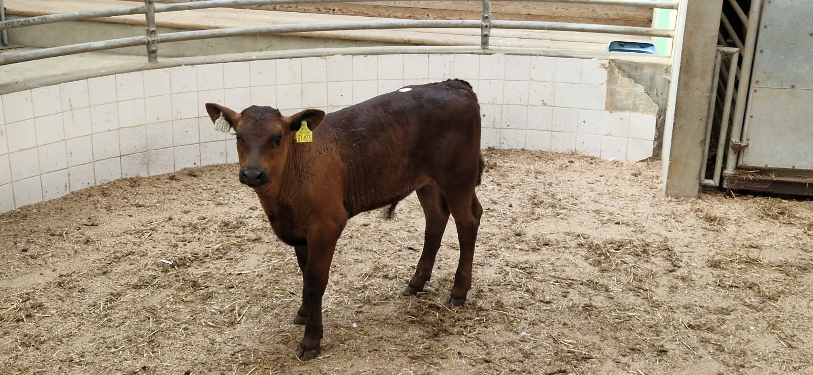 This Limousin bull calf sold for €440