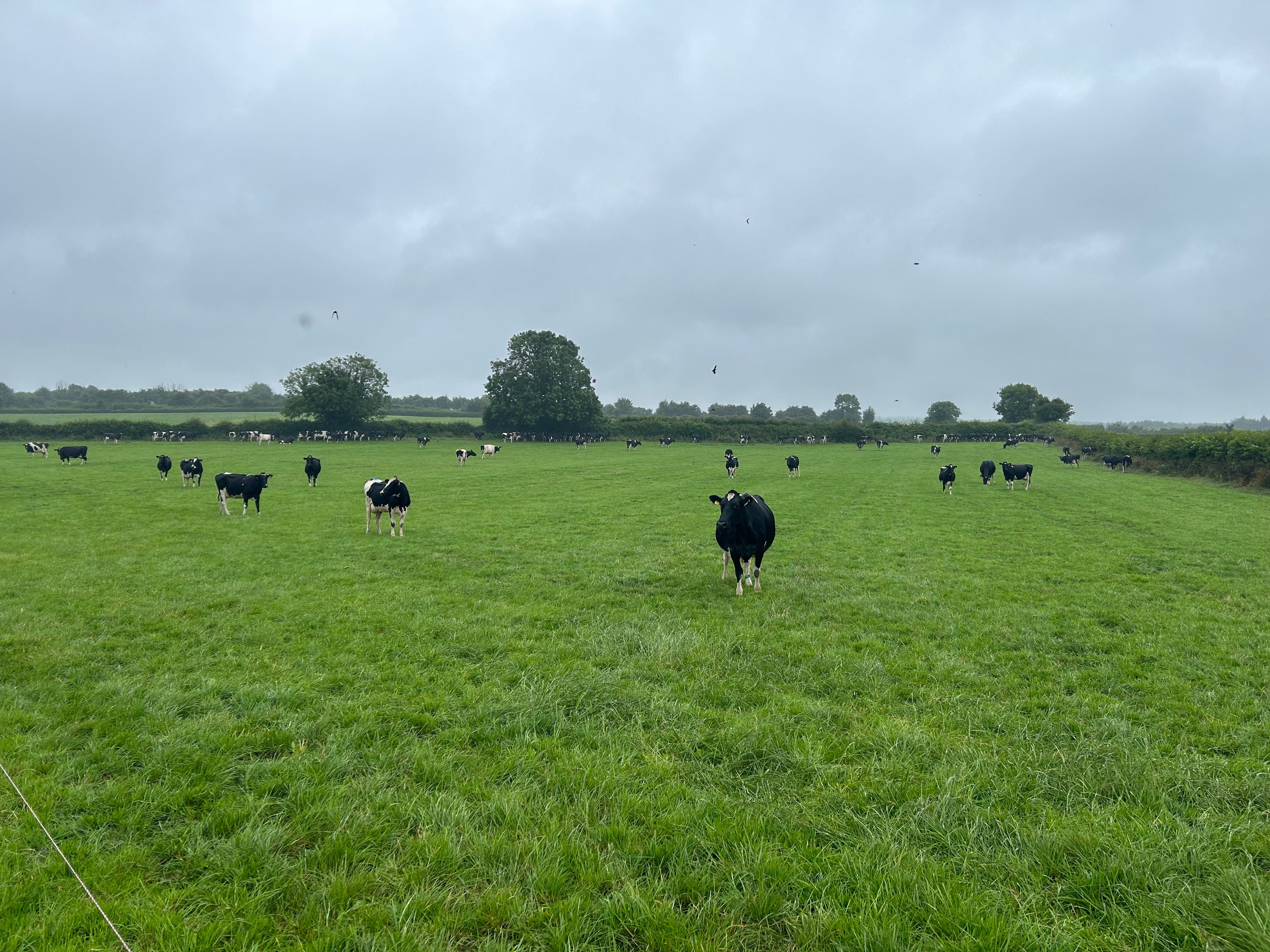 Cobbe's pedigree holstein friesian herd