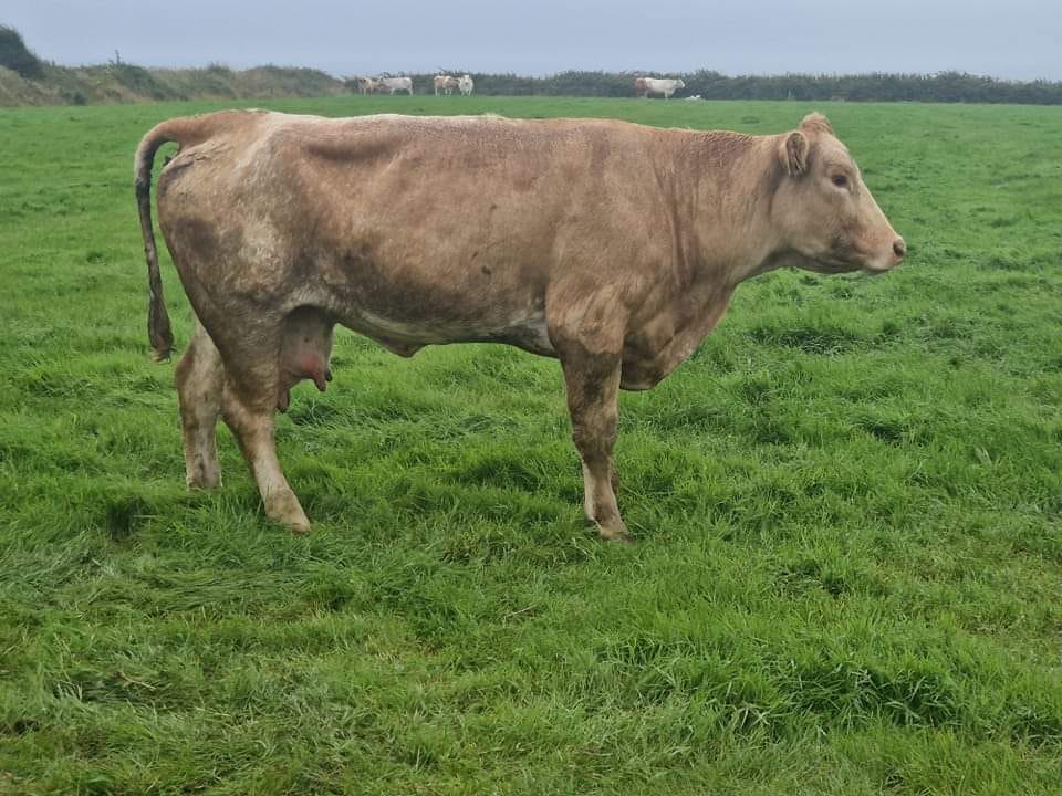 The cow can currently only stand for a short period of time Source: Jacqueline White