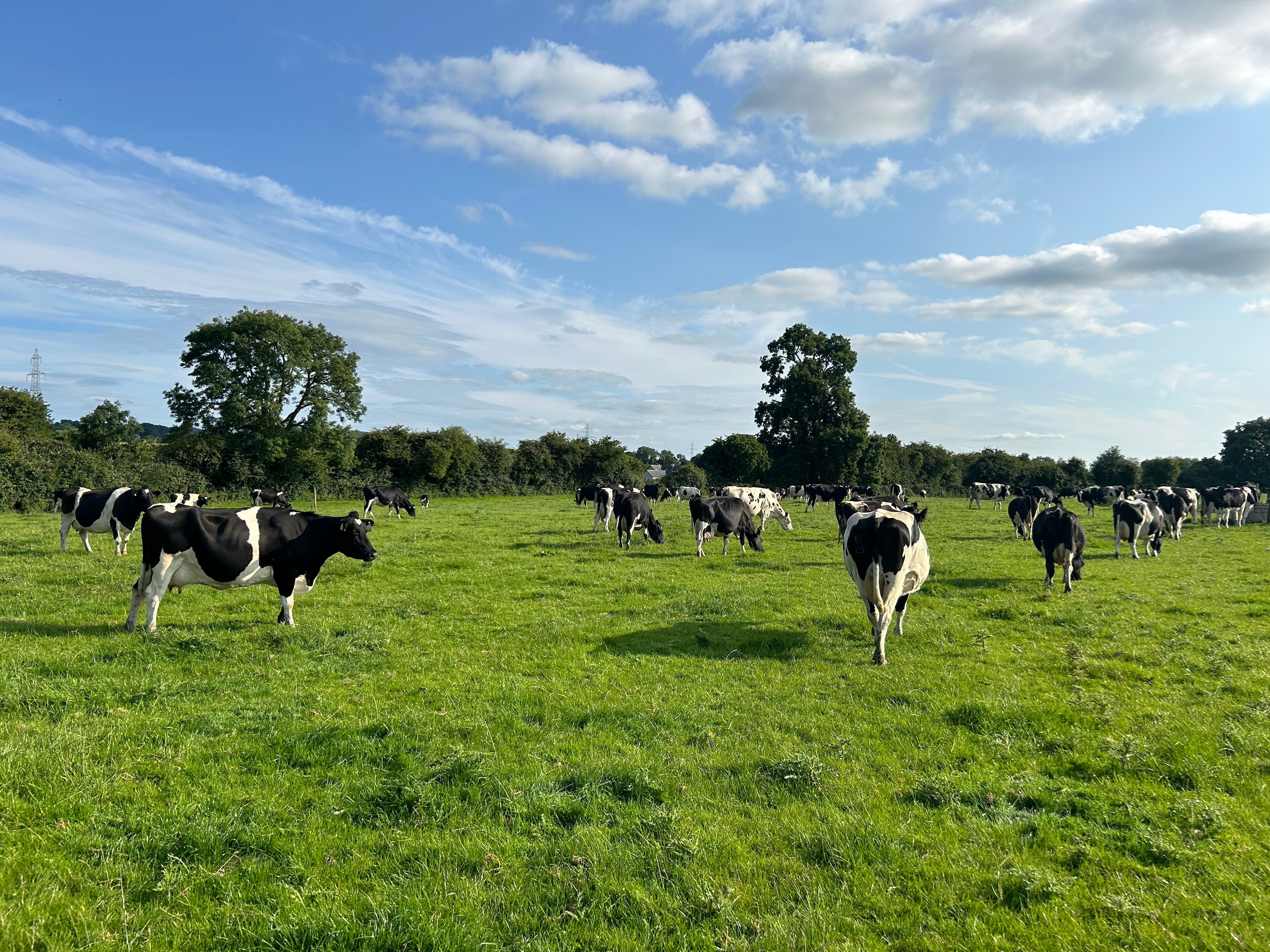 A spring rotation planner may help with ensuring cows are going into optimal covers