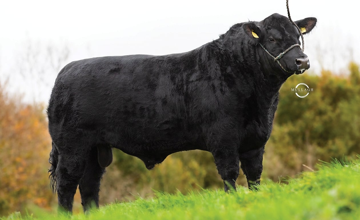 Ai Services' stud is home to a large number of elite pedigree bulls