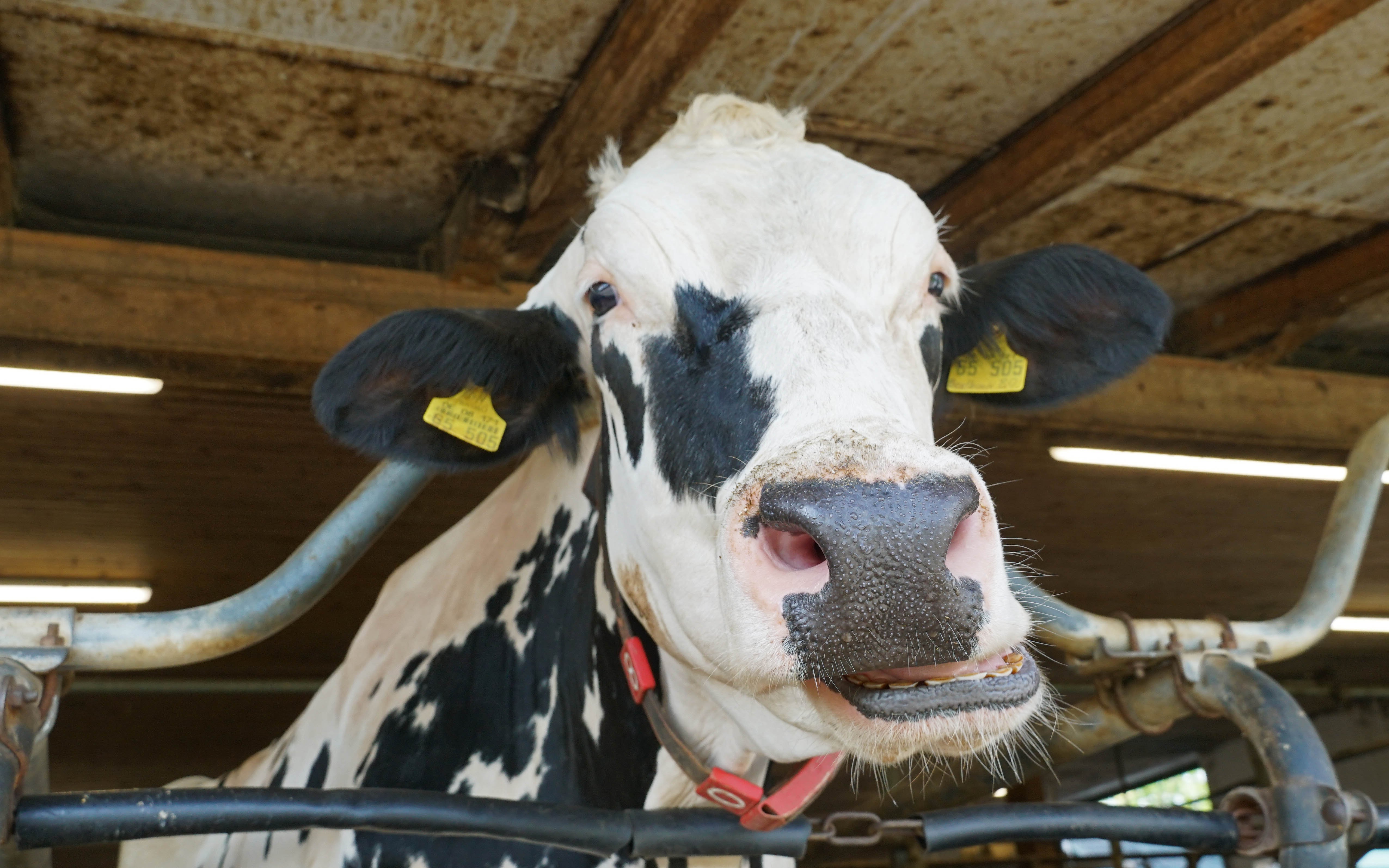 A long lactation appears to suit the cattle which are clean and totally unfazed by large numbers of visitors