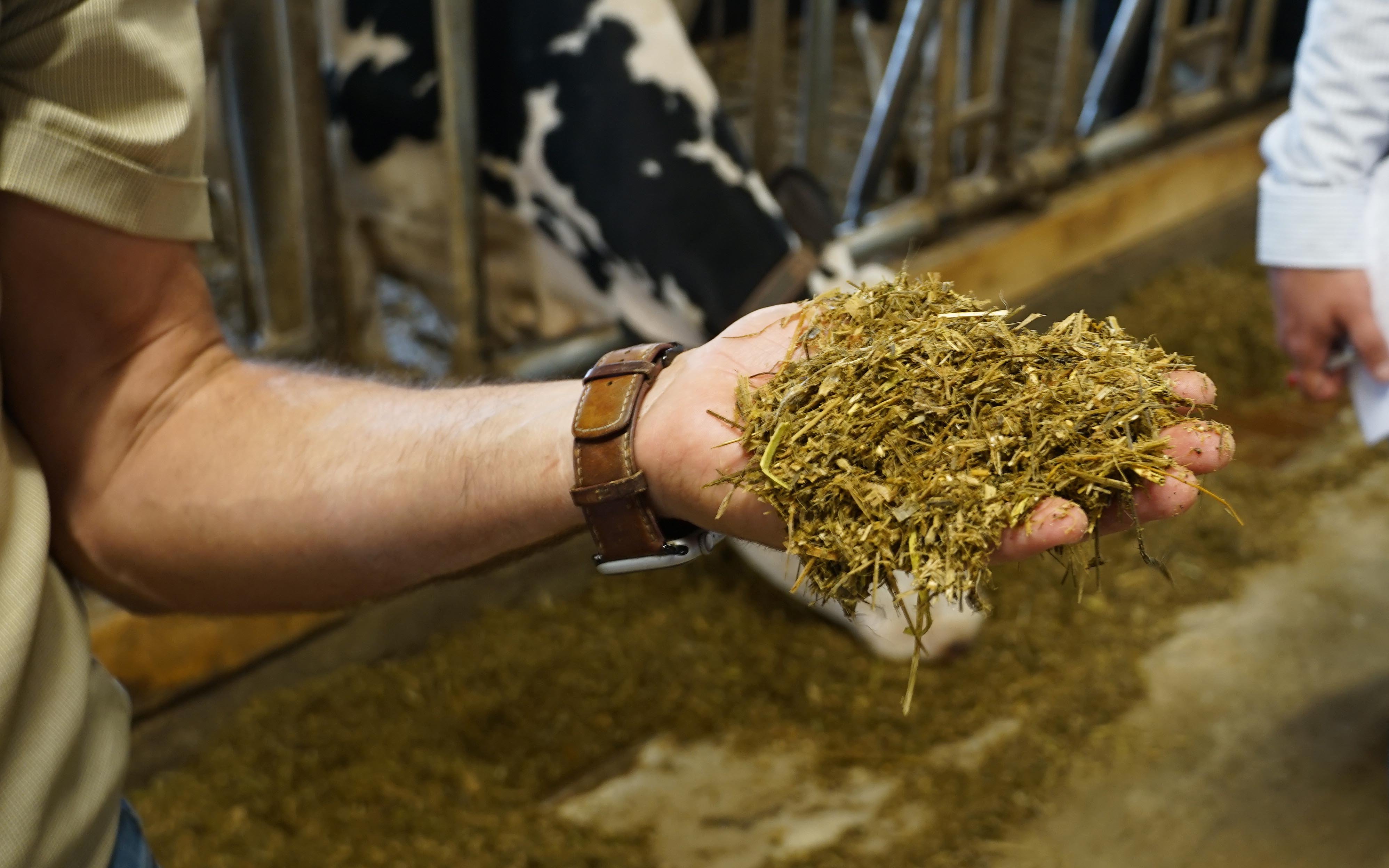 The complete mix feed has a dry matter of around 37% and is fed 10 times a day