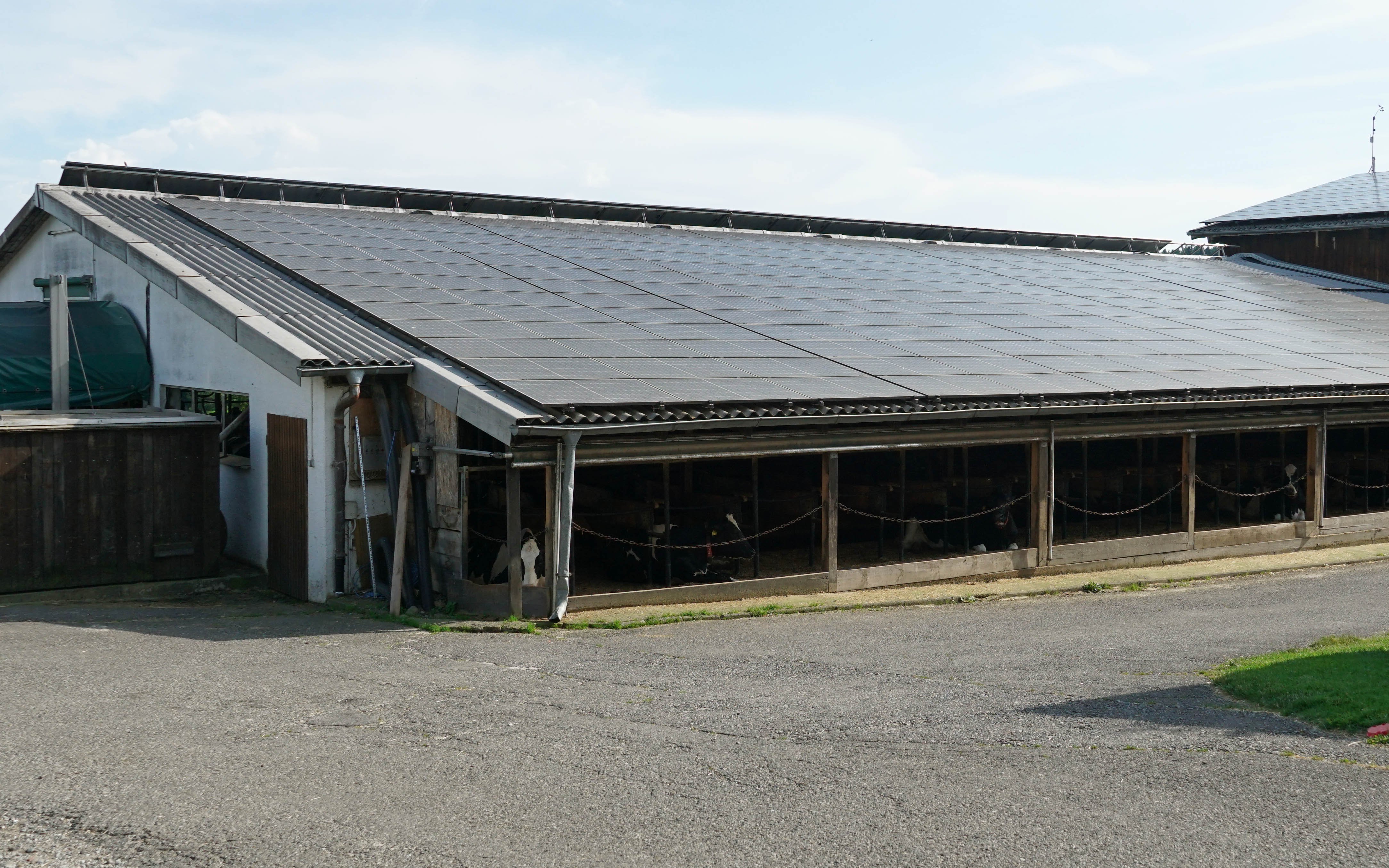 The main barn was erected 50 years and provides all year-round housing for the 100 strong herd