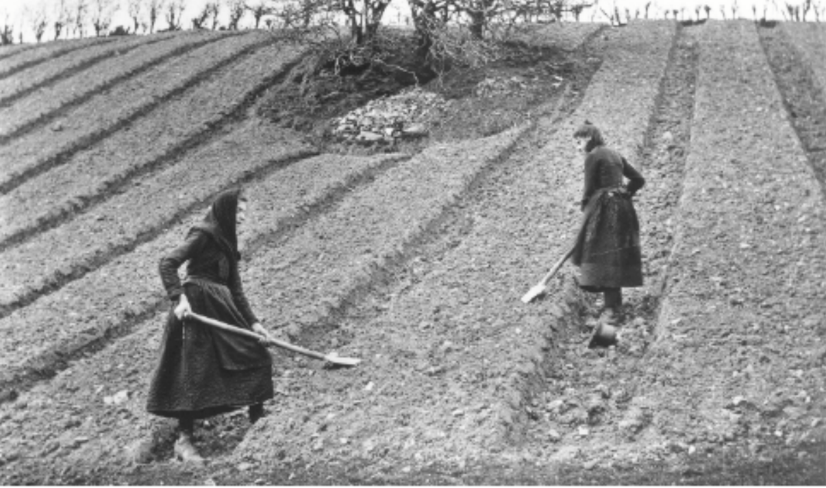 Breaking clods on potato ridges c. 1900. Image source: Welch Collection, WOI/56/25, Ulster Museum via CSO