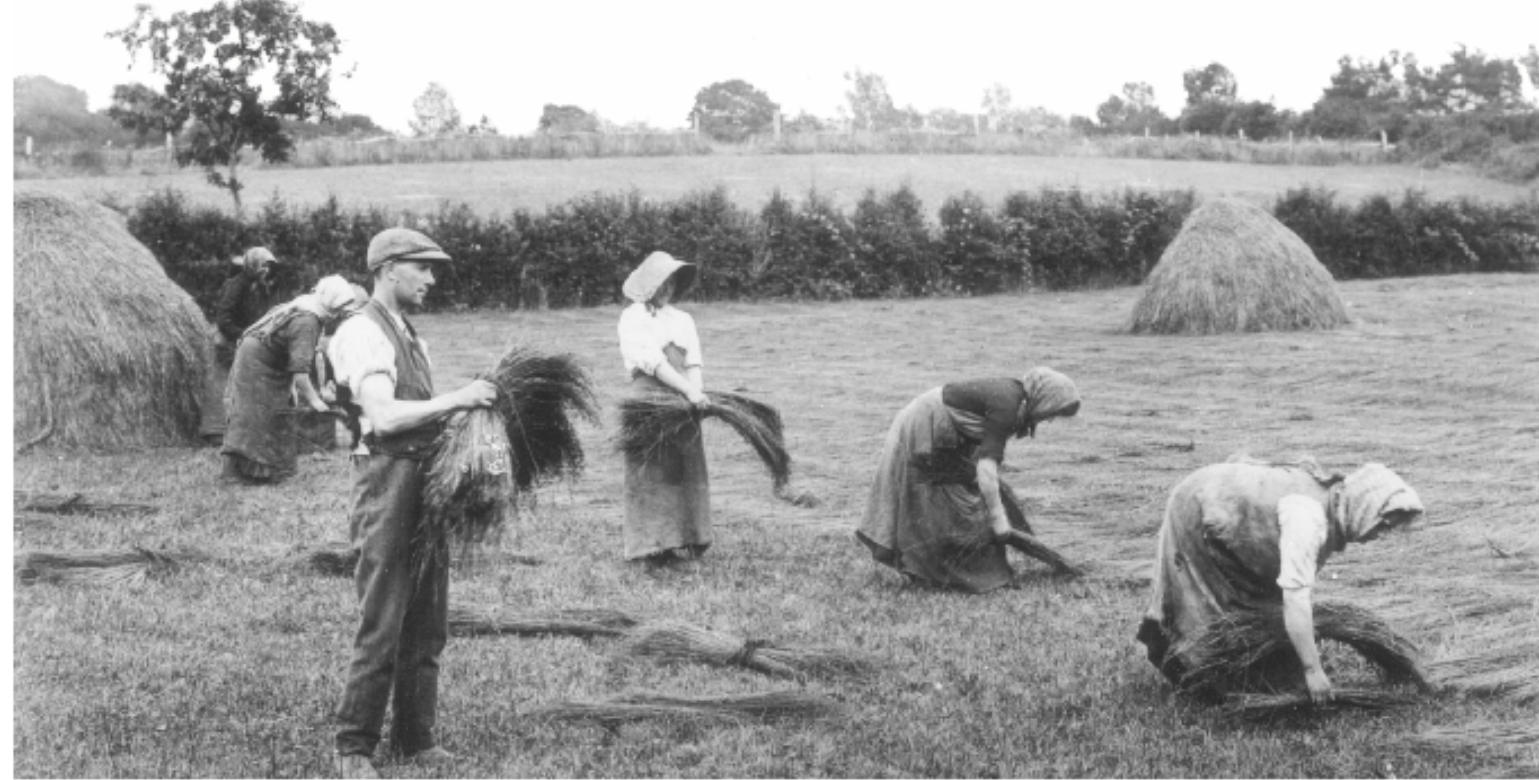 Spreading retted flax c. 1912. Source: Green Collection WAG 1015, Ulster Folk and Transport Museum via CSO