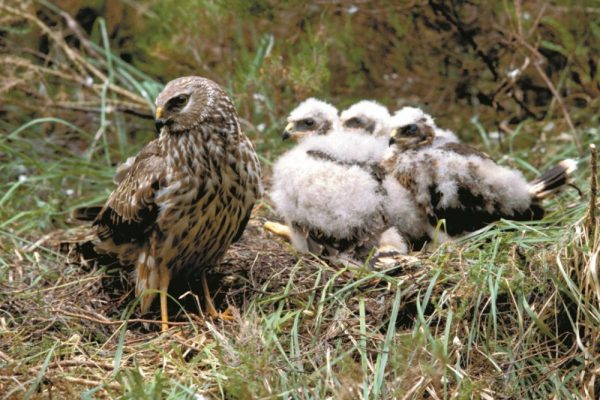 Source: Birdwatch Ireland