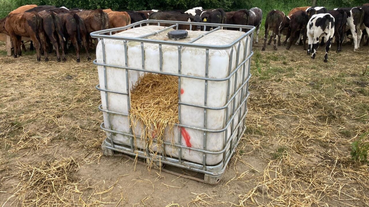 Calves have access to straw for feeding as a source of roughage through a converted IBC tank