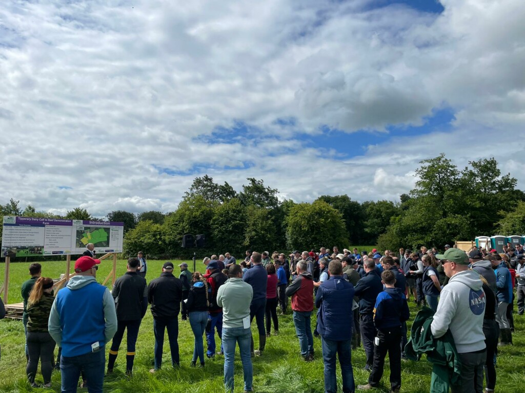 Teagasc dairy calf-to-beef demonstration farm open day