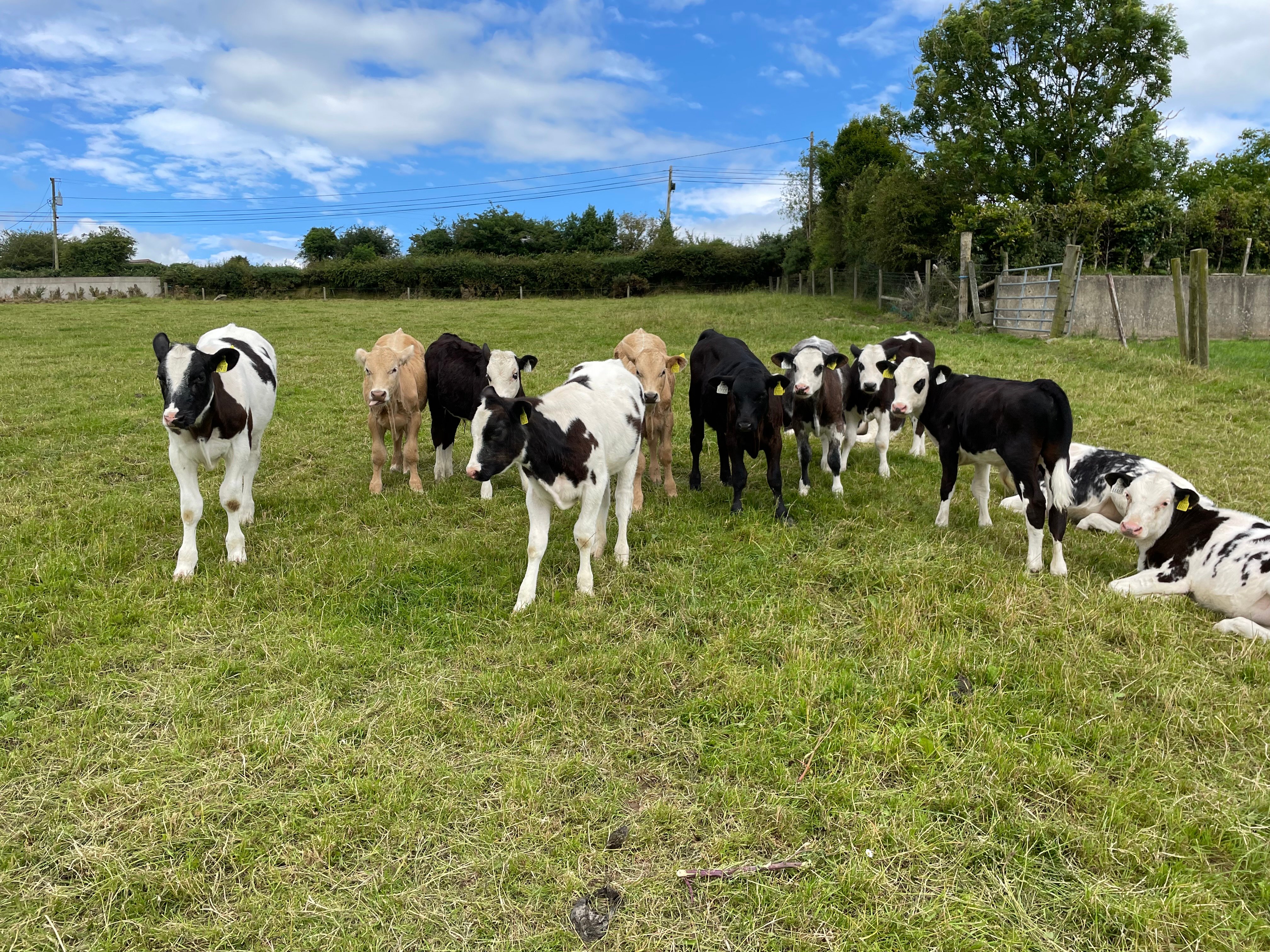 Some of this year's calves