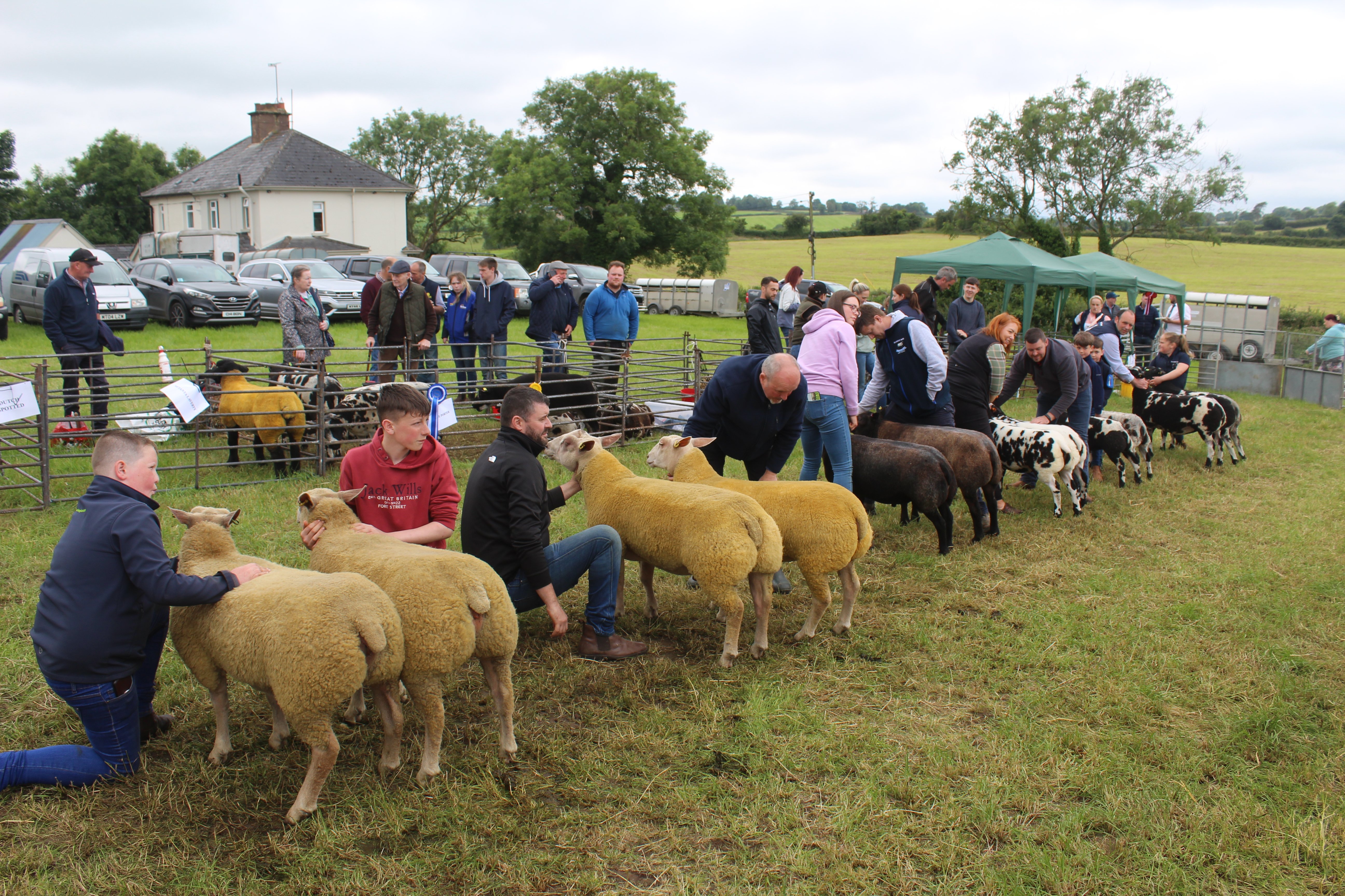 Judging the pairs inter-breed sheep class at Newry Show 2024