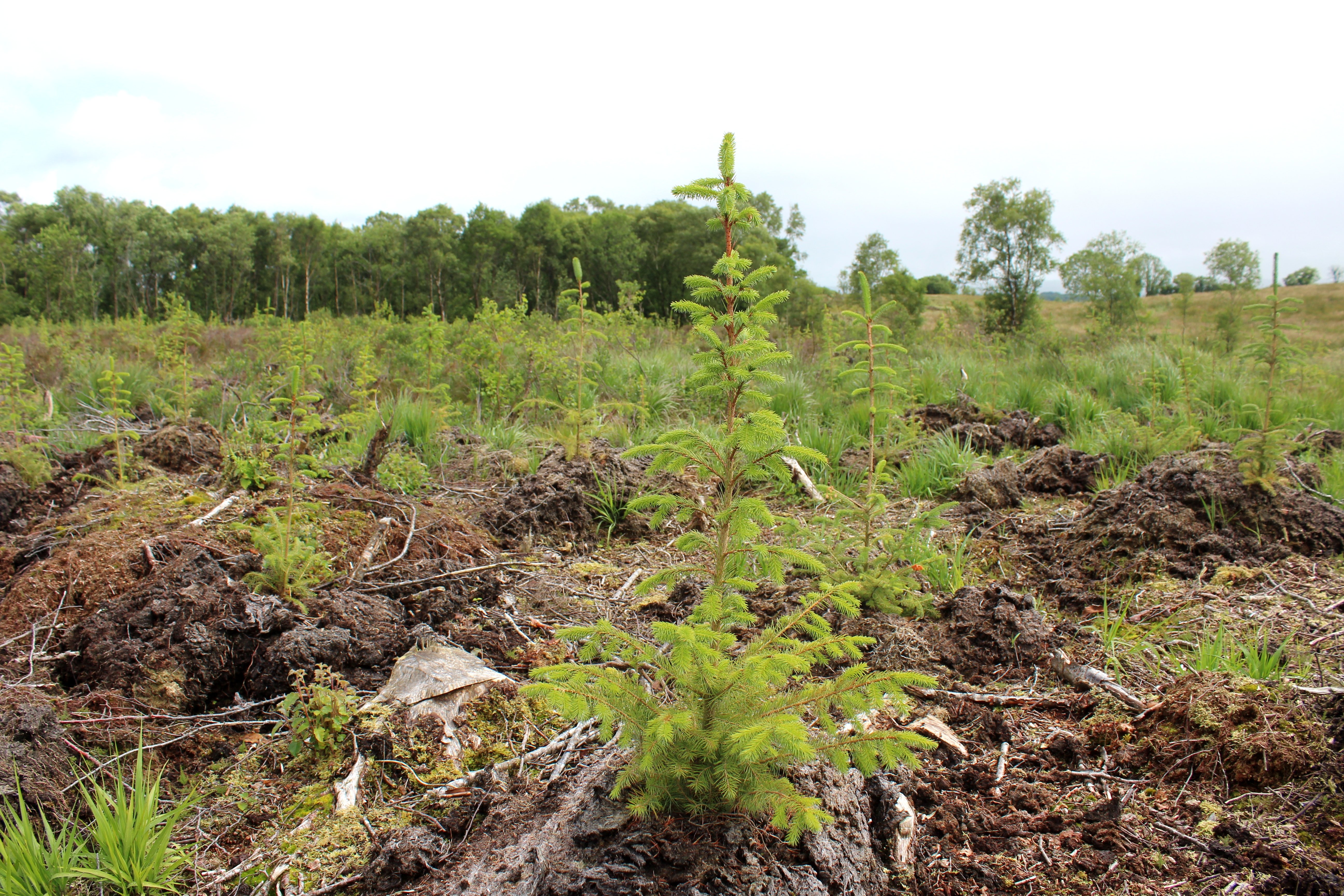 Second rotation spruce growing in Co. Fermanagh
