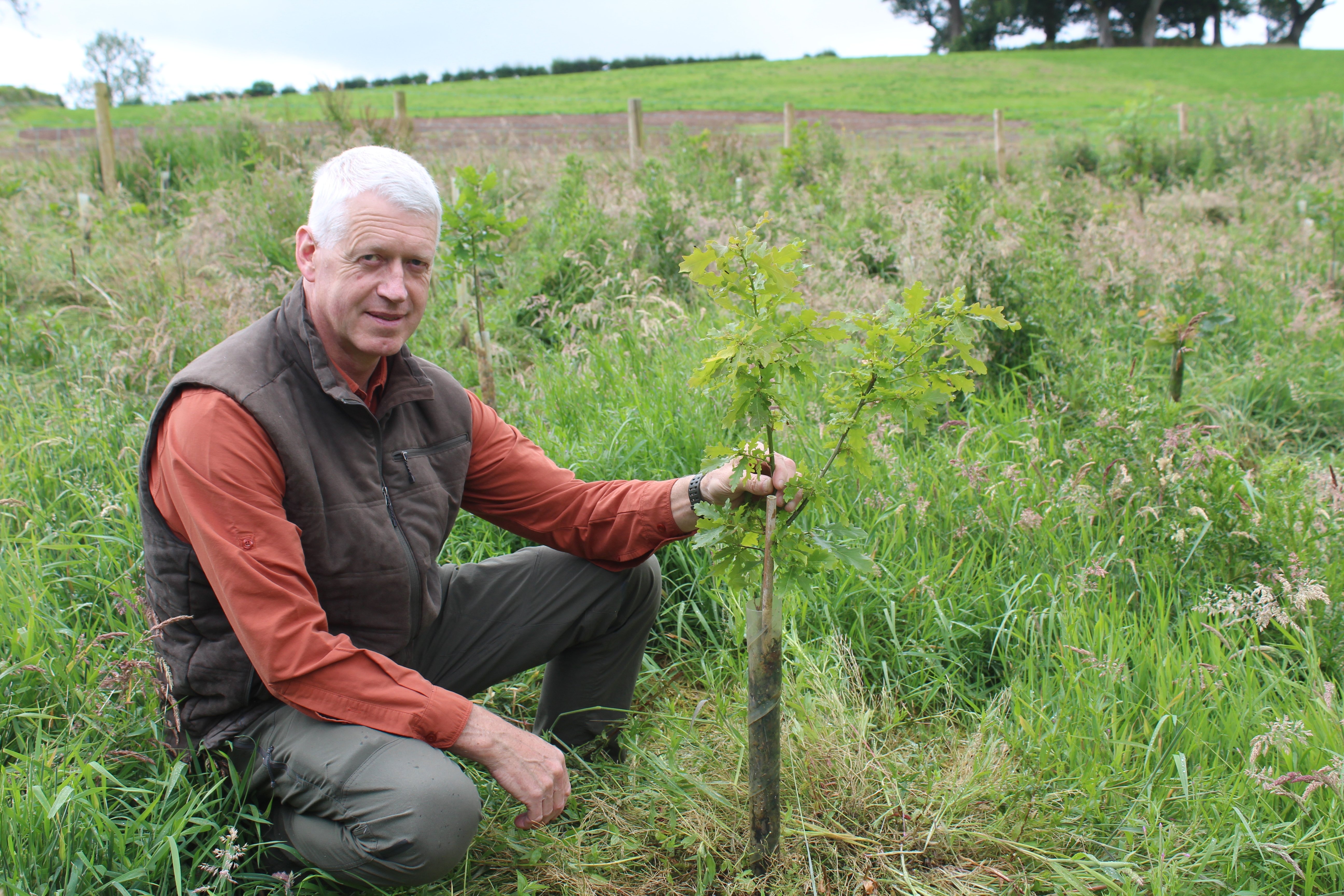 Oak remains a key species within all broadleaf plantations. John Hetherington, Premier Woodlands