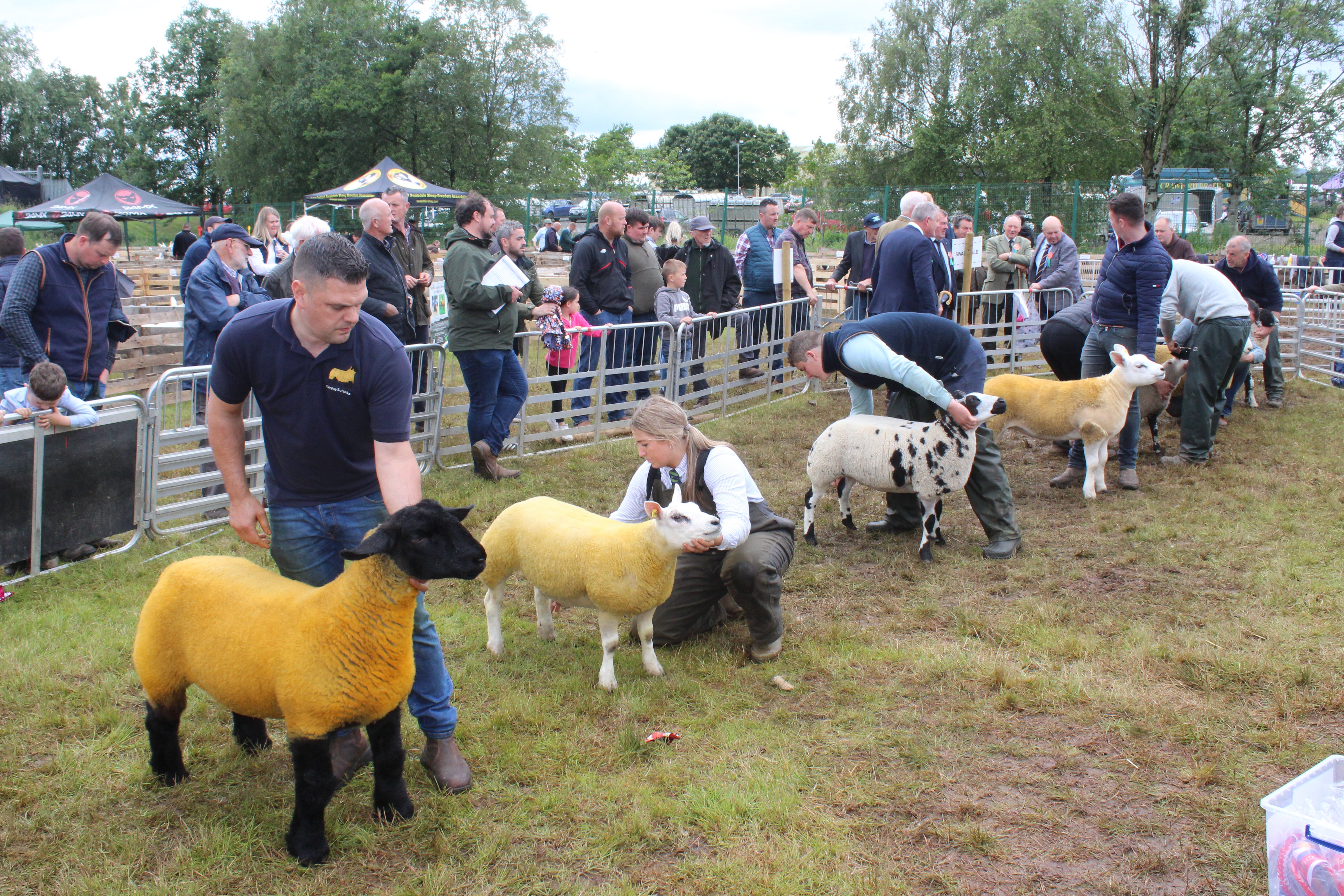 Judging of the inter-breed ewe lamb class at Omagh Show 2024