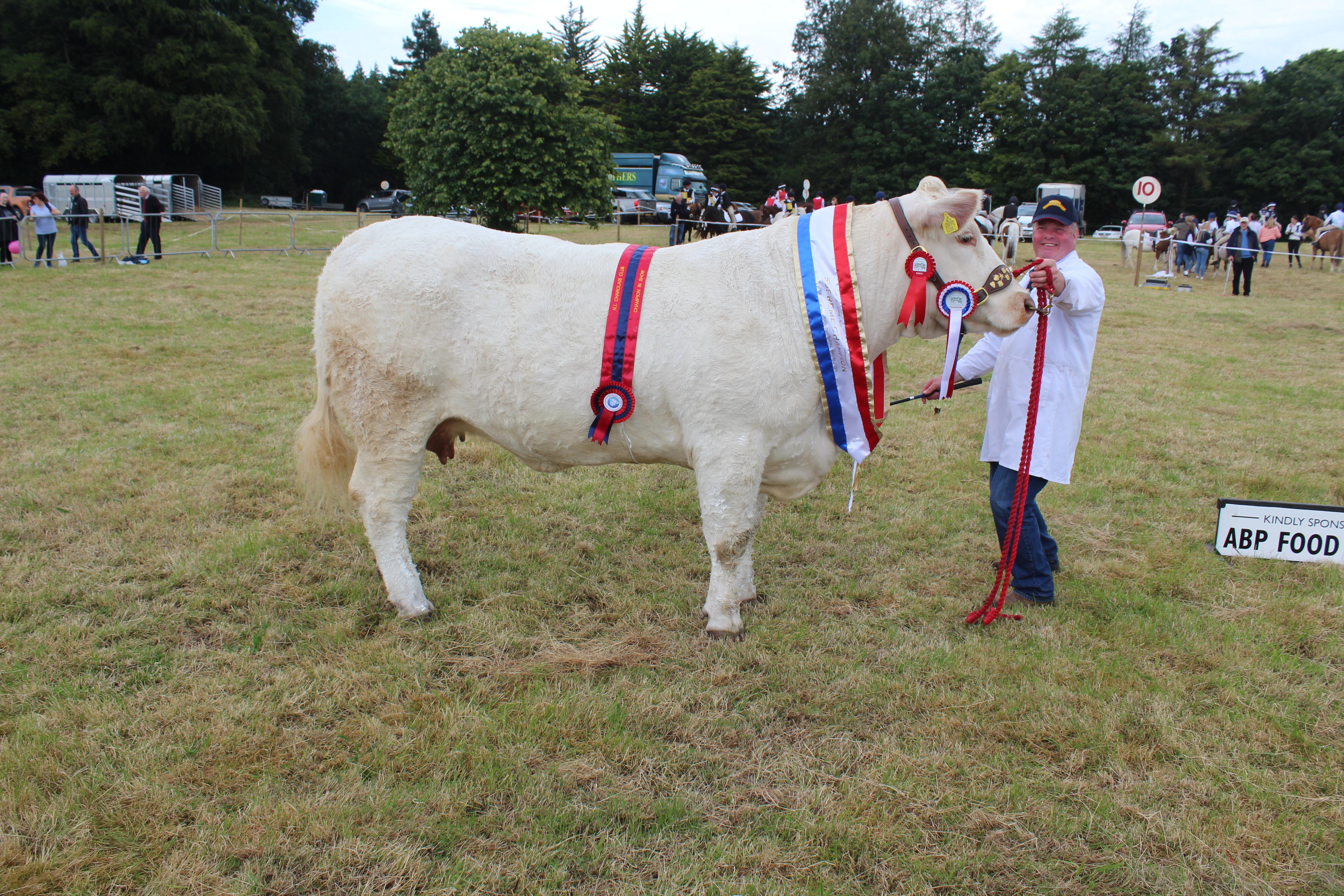 The beef inter-breed champion at Castlewellan Show 2024 with breeder/exhibitor David Connolly
