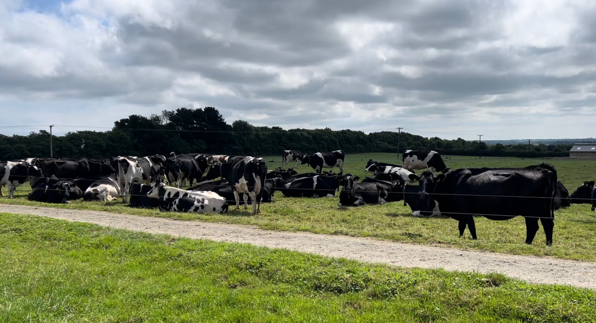 The Johnstown Castle winter-milk herd