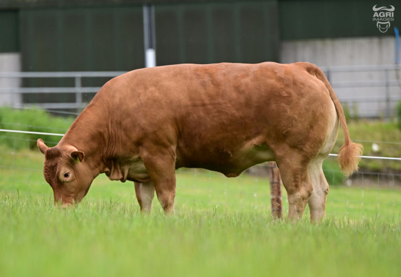 Ernevalley Stacey ET selling for €6,000