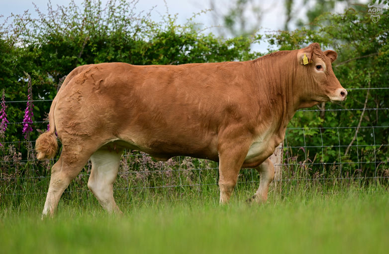 Lot 1: Ernevalley Tutifruity is a powerful, stylish young heifer with an abundance of breeding. Tutifruity ‘s dam is a full sister to Ernevalley Madison standing in Dovea Genetics. Tutifruity comes with a very high maternal index with an easy calving index to match.
