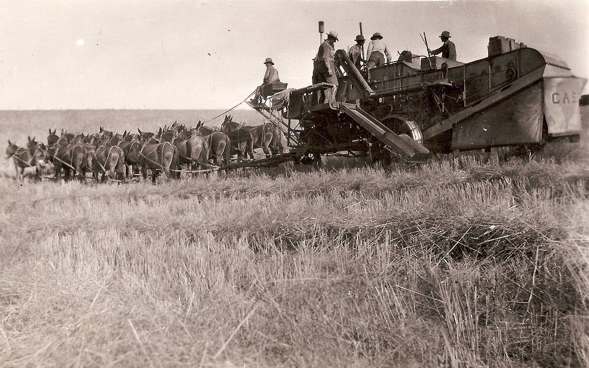 Thought to be from around 1912, this mule powered Case Combine harvester is operating somewhere in north America