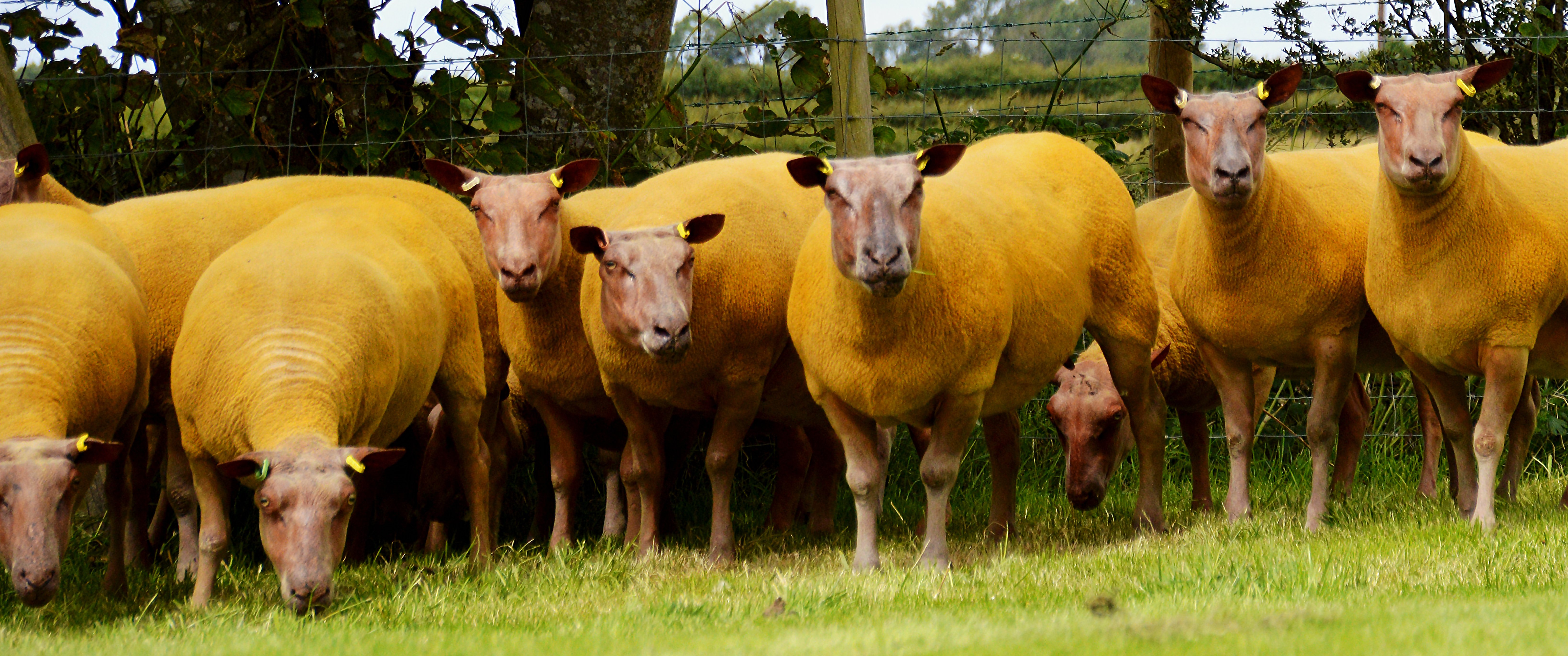 Some of the Ballyhivistock Rouge De L’Ouest flock for dispersal at the sale
