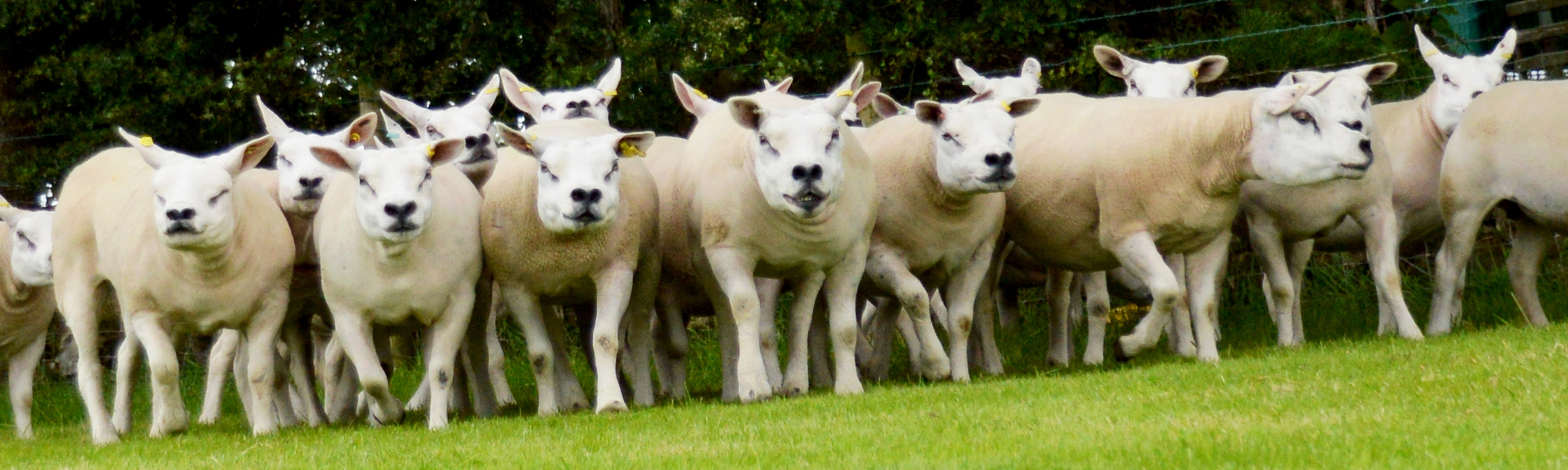 Pictured are a selection of the Ballyhivistock pedigree Texel flock for dispersal